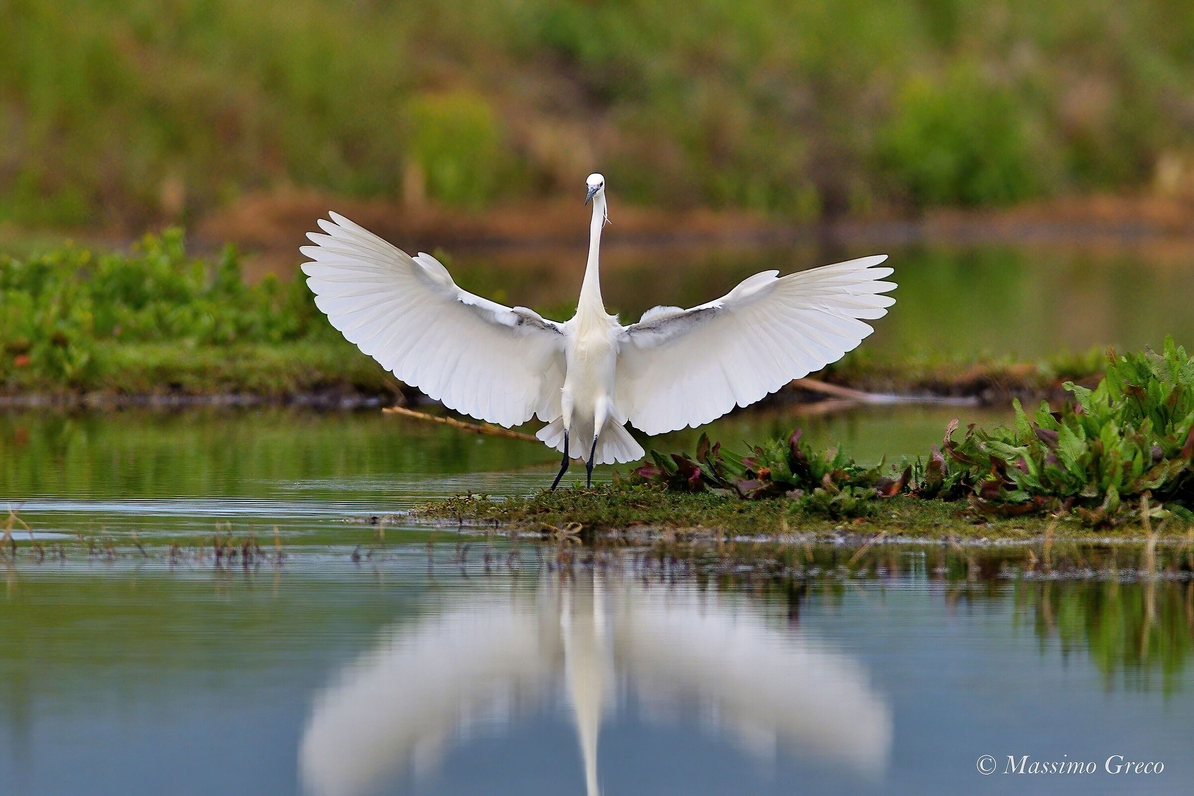 Garzetta egretta...