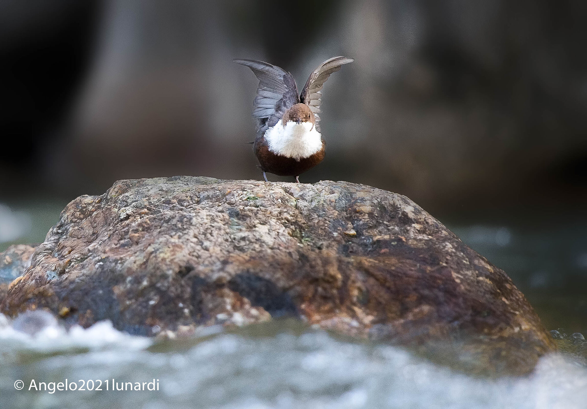 white-throated dipper...