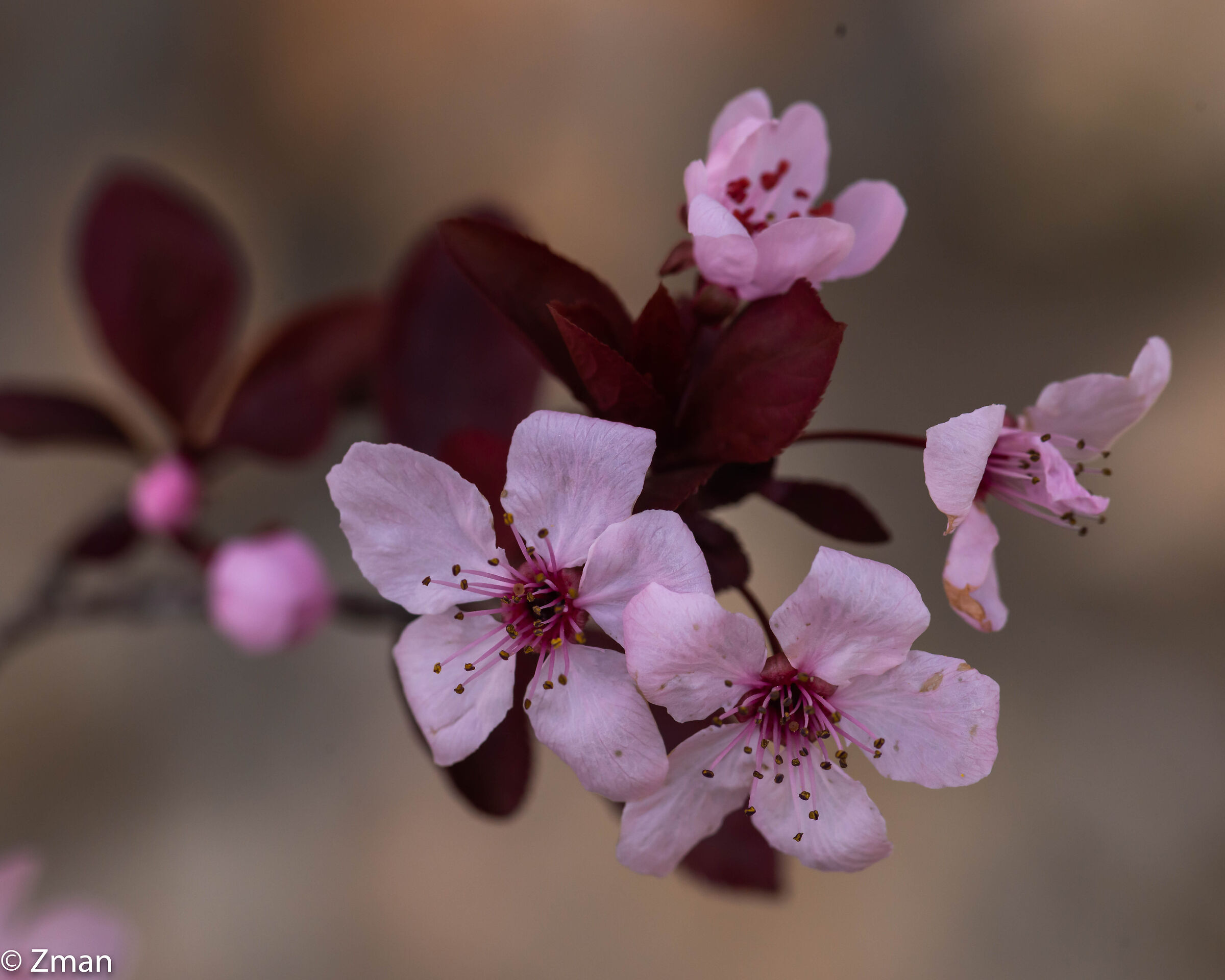 Pink Flowers...
