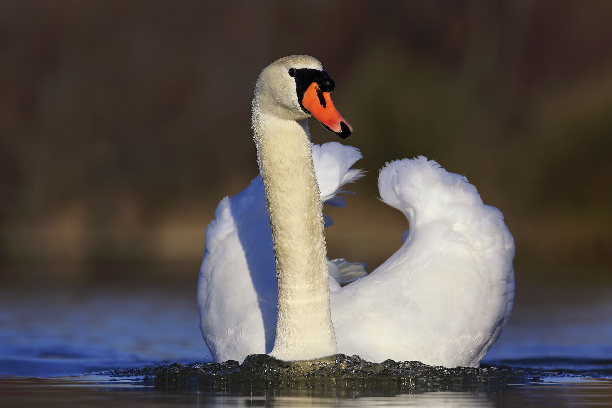mute swan...
