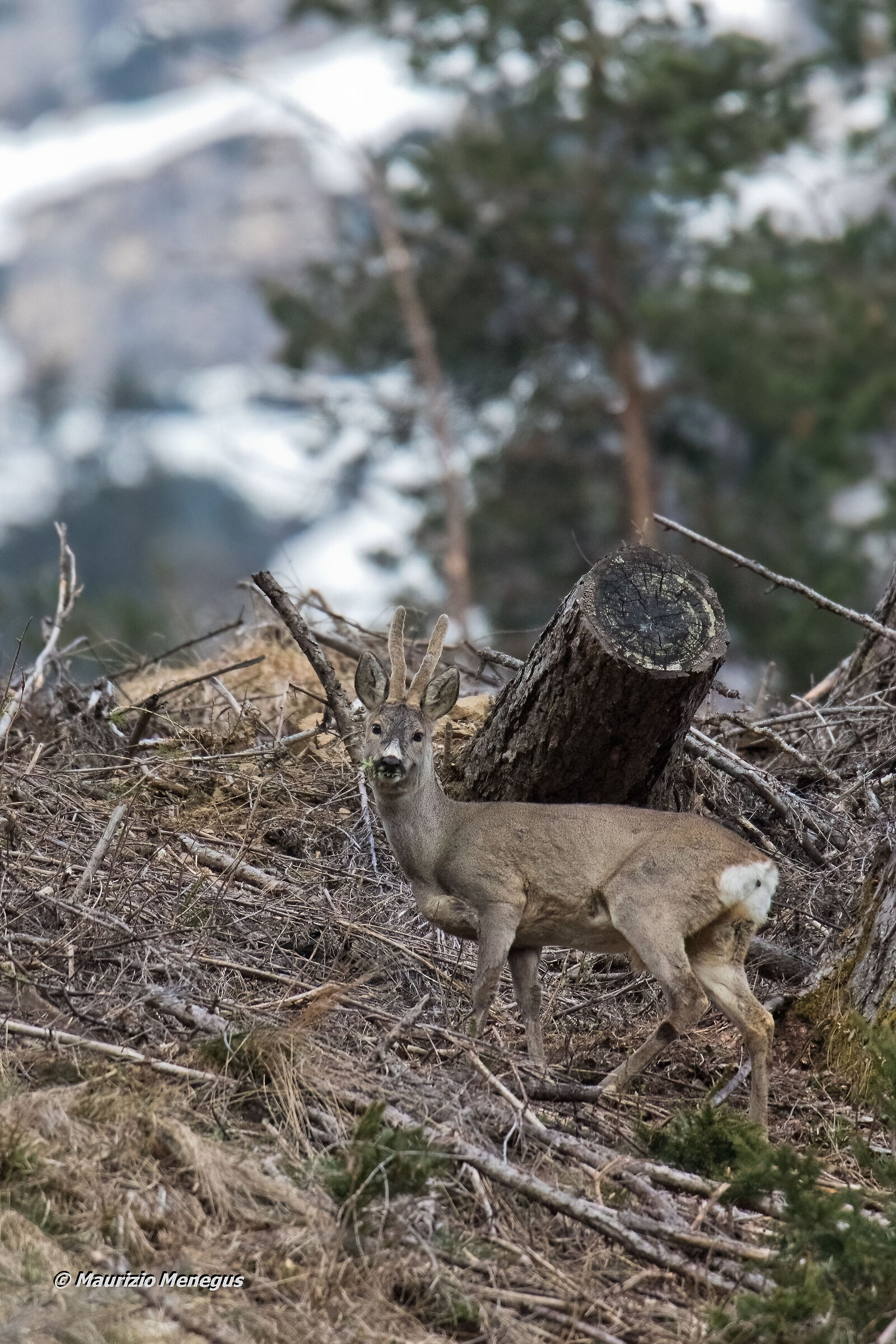 Dolomite roe deer at the end of April...