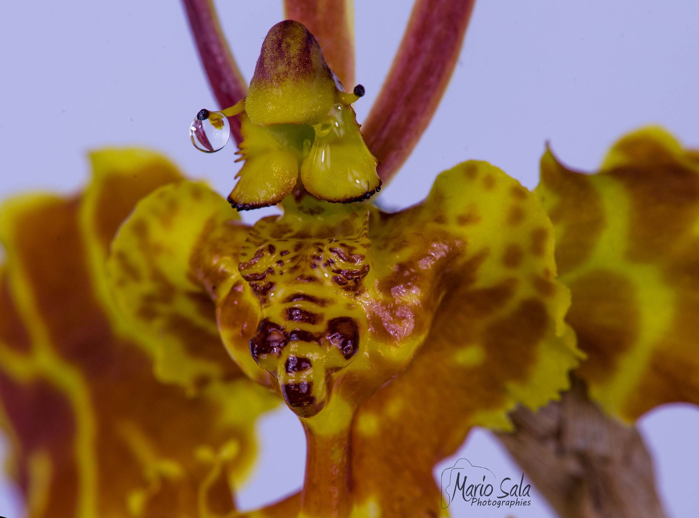 Orchid Psychopsis Papilio South American species...