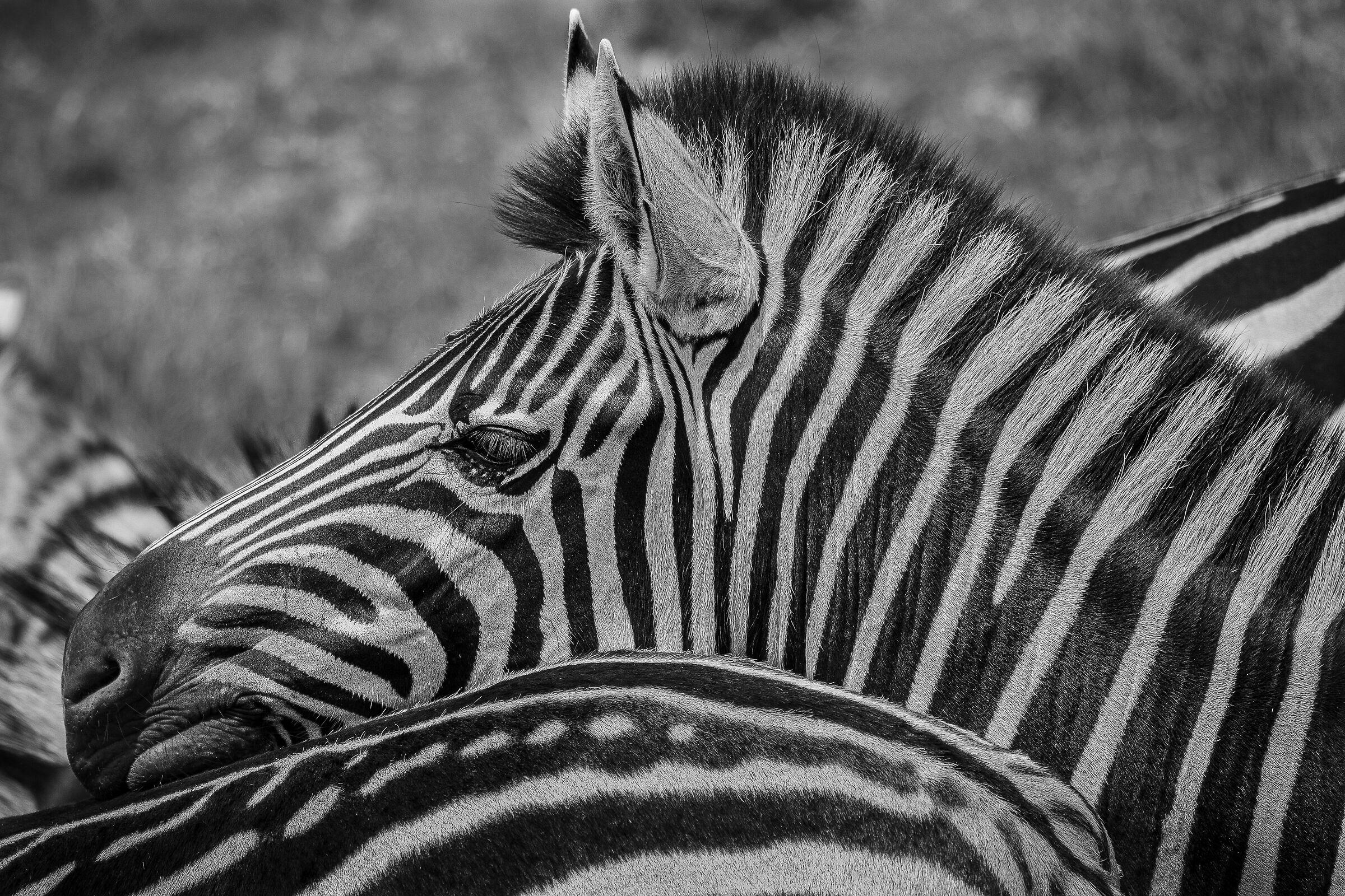 Horse safari, South Africa...