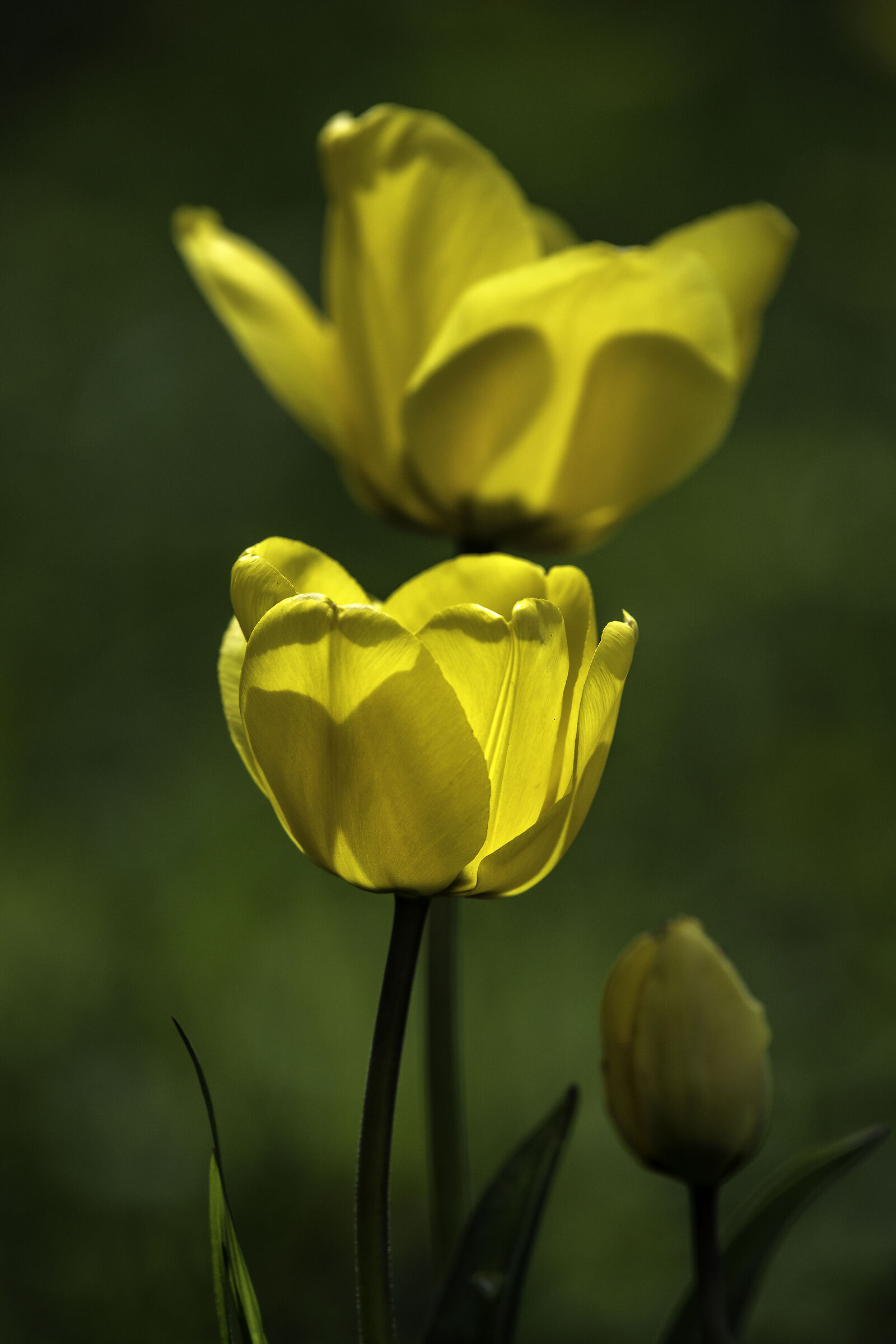 tulipano...