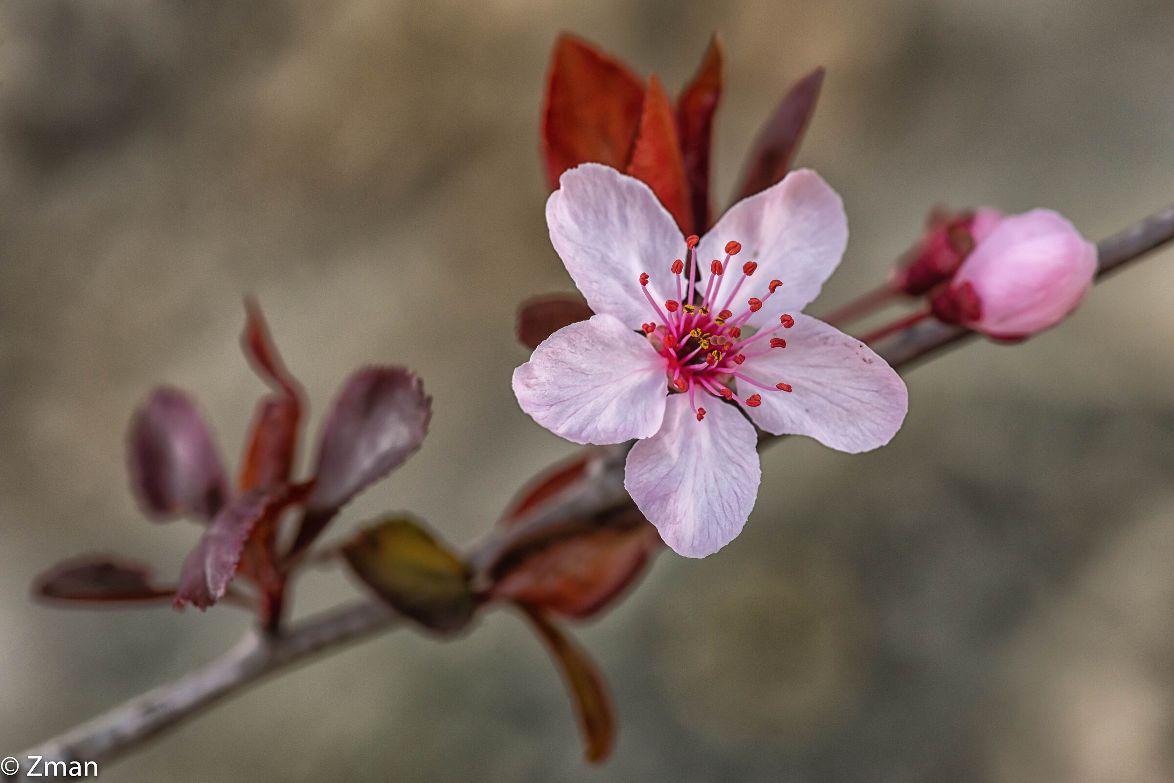 Red and Pink...