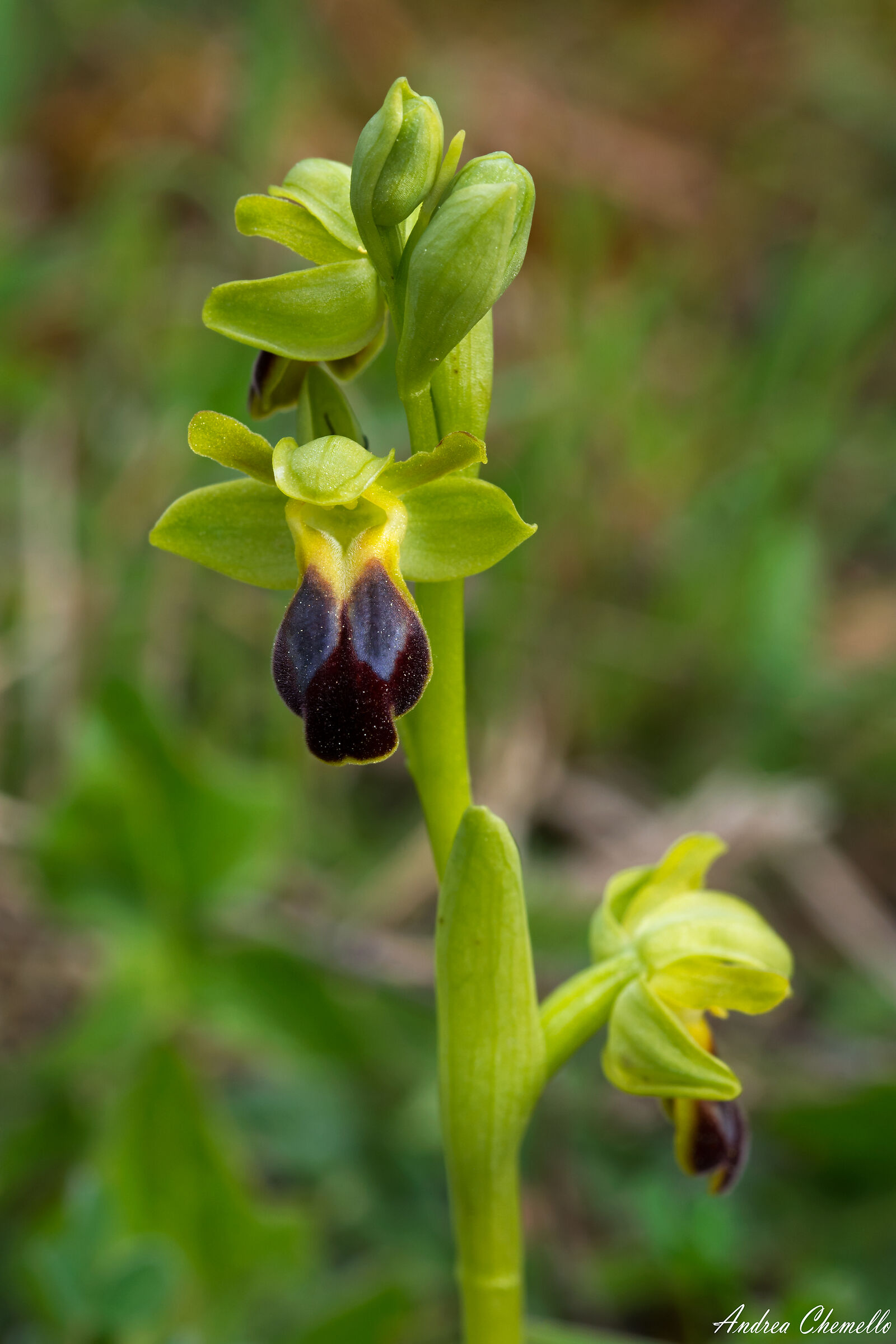 Fusca's ophrys...