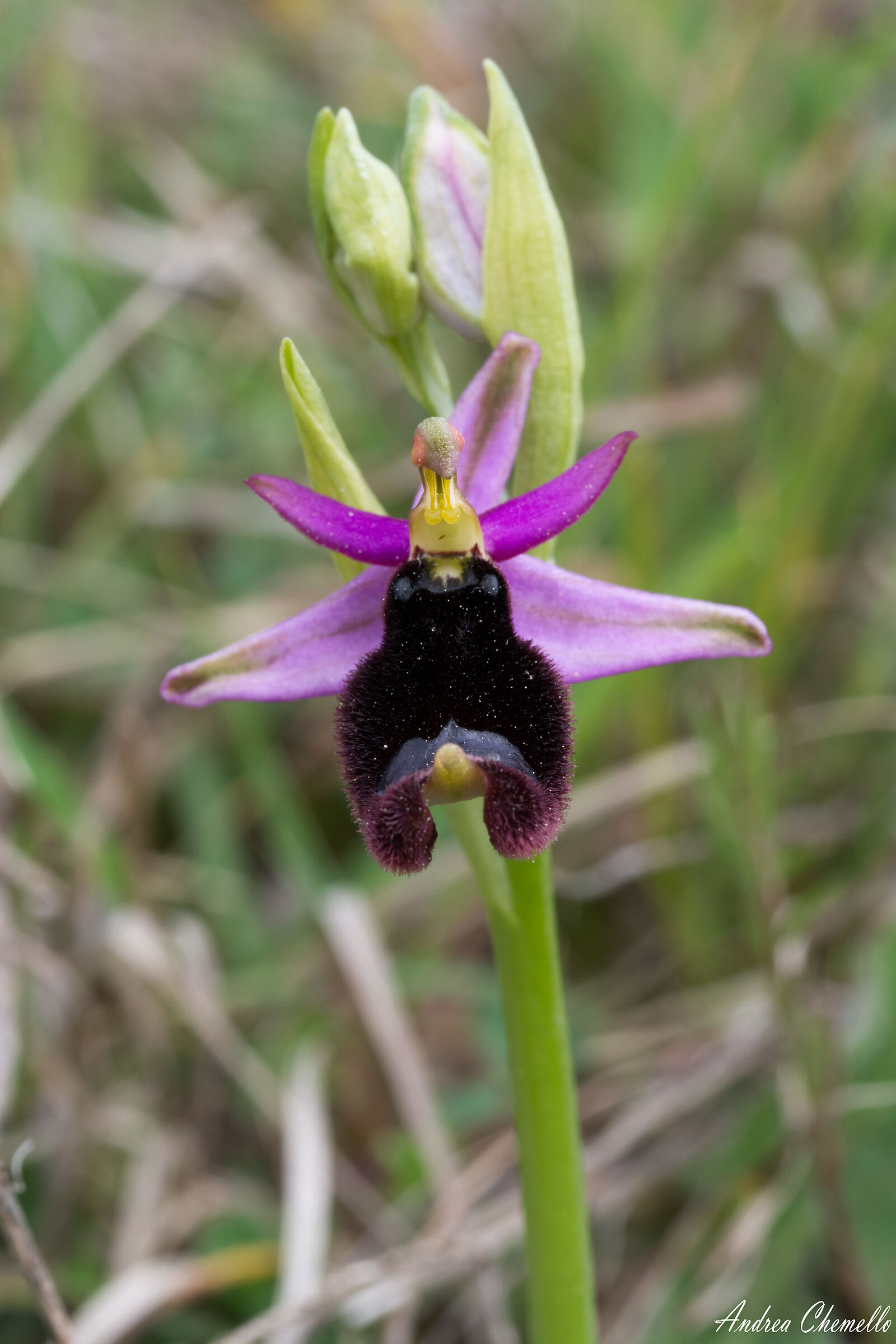 Bertoloni's Ofride (Ophrys bertolonii)...