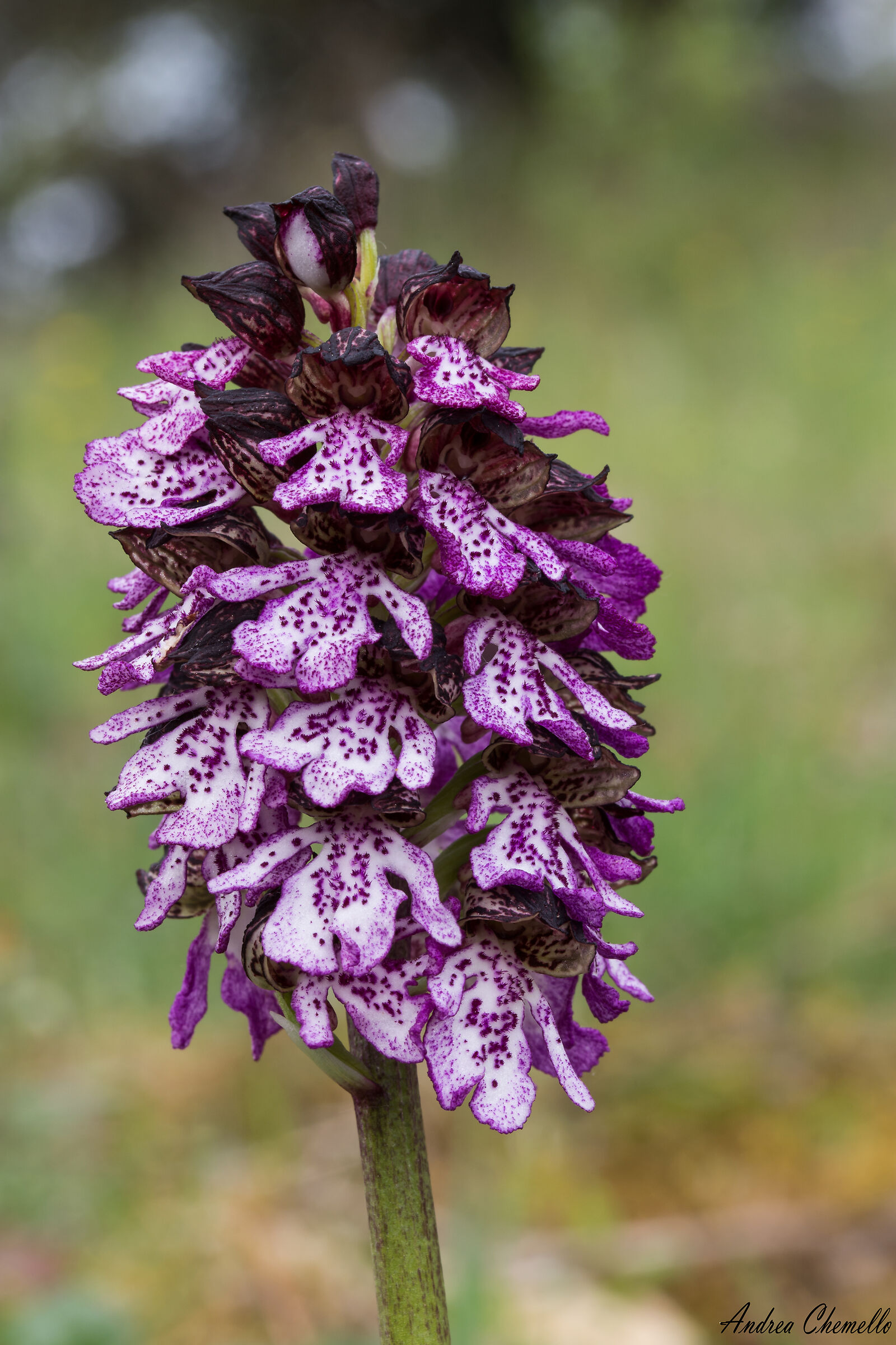 Orchidea maggiore (Orchis purpurea)...