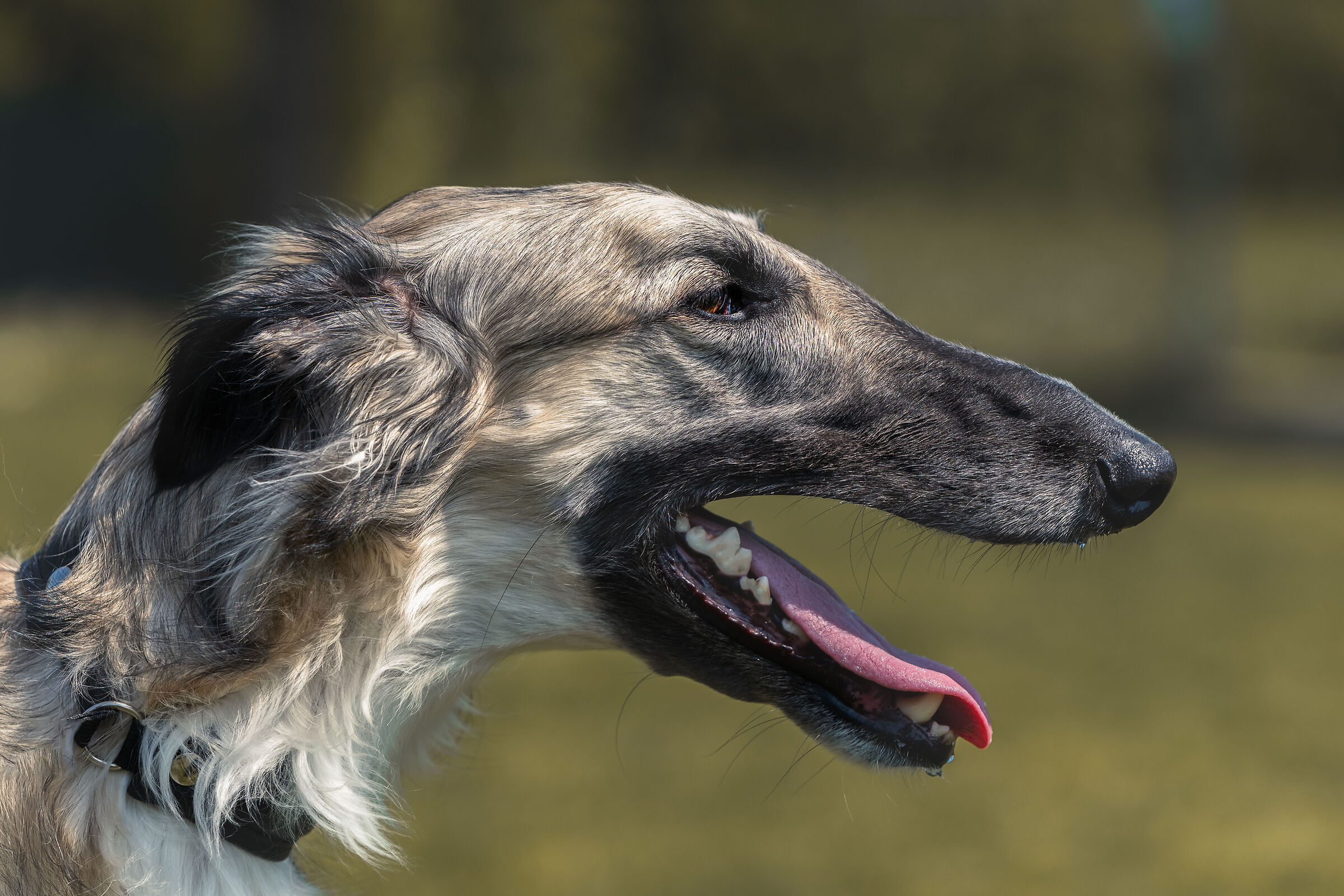 Portrait of Russian Greyhound. Russian Wolfhound....