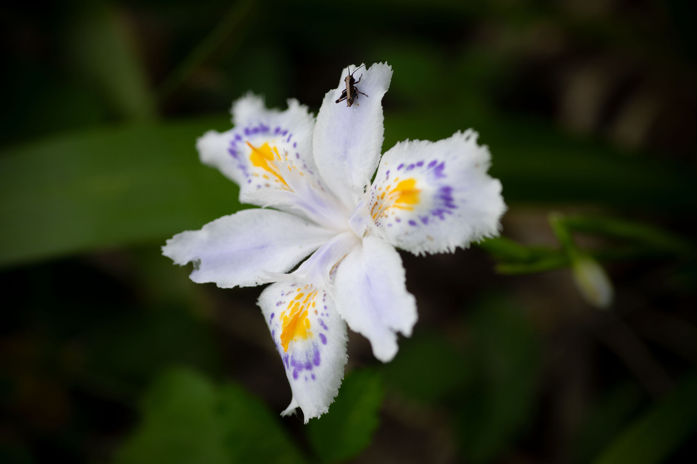 Iris Japonica...