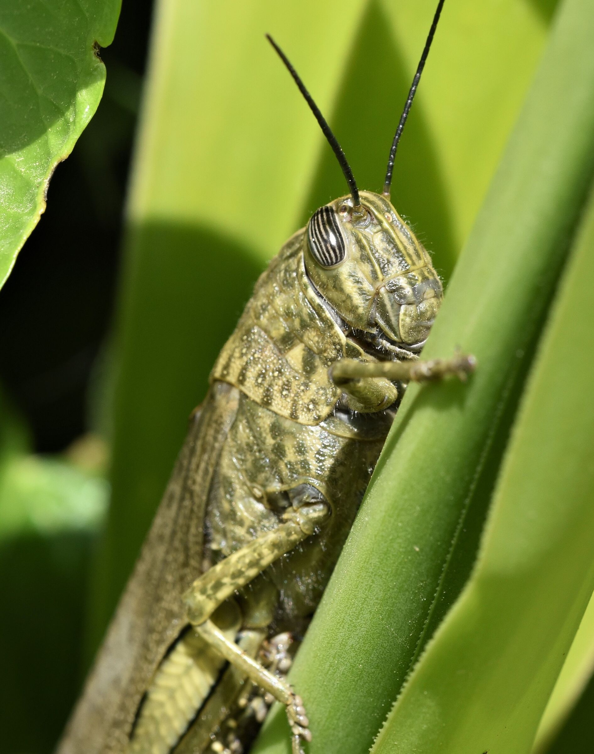 grasshopper...