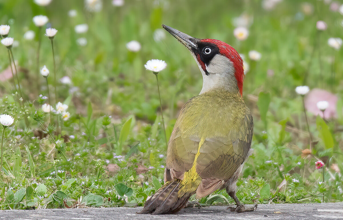 Male Green Woodpecker (Picus virdis)...