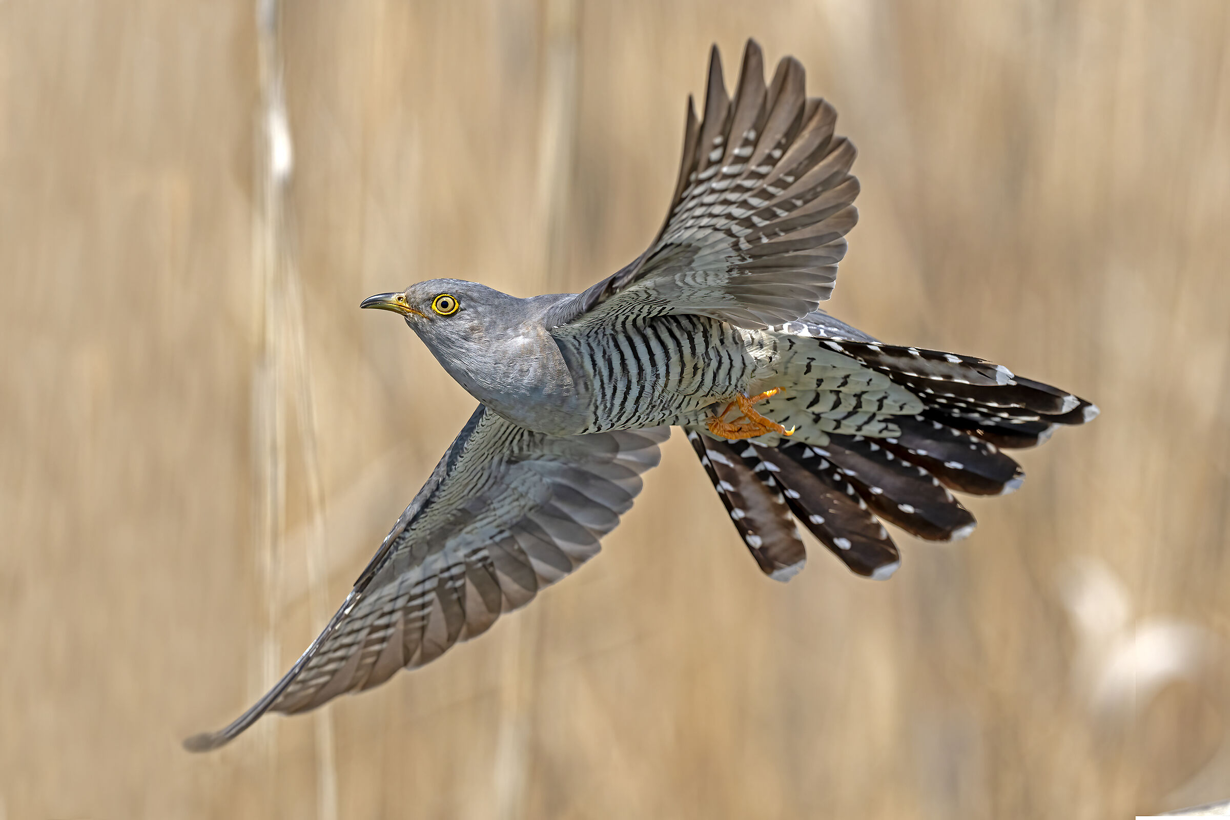 Cuckoo in flight...