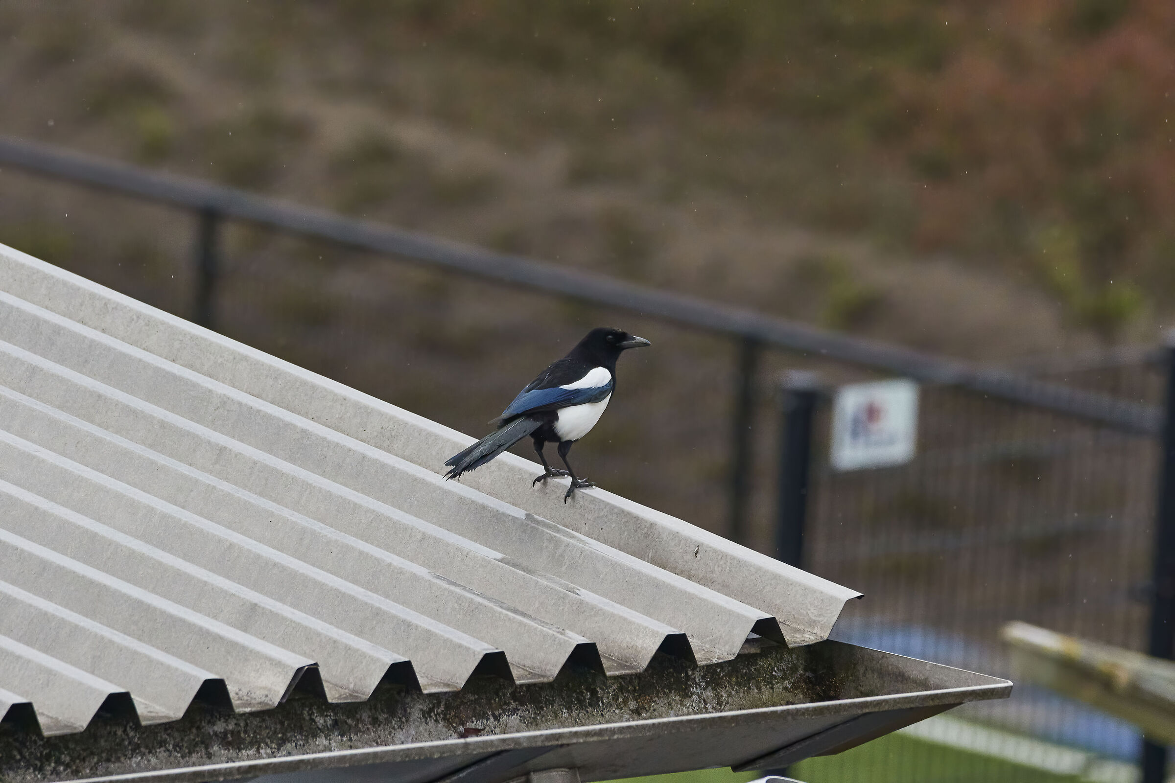 Magpie test Kees...
