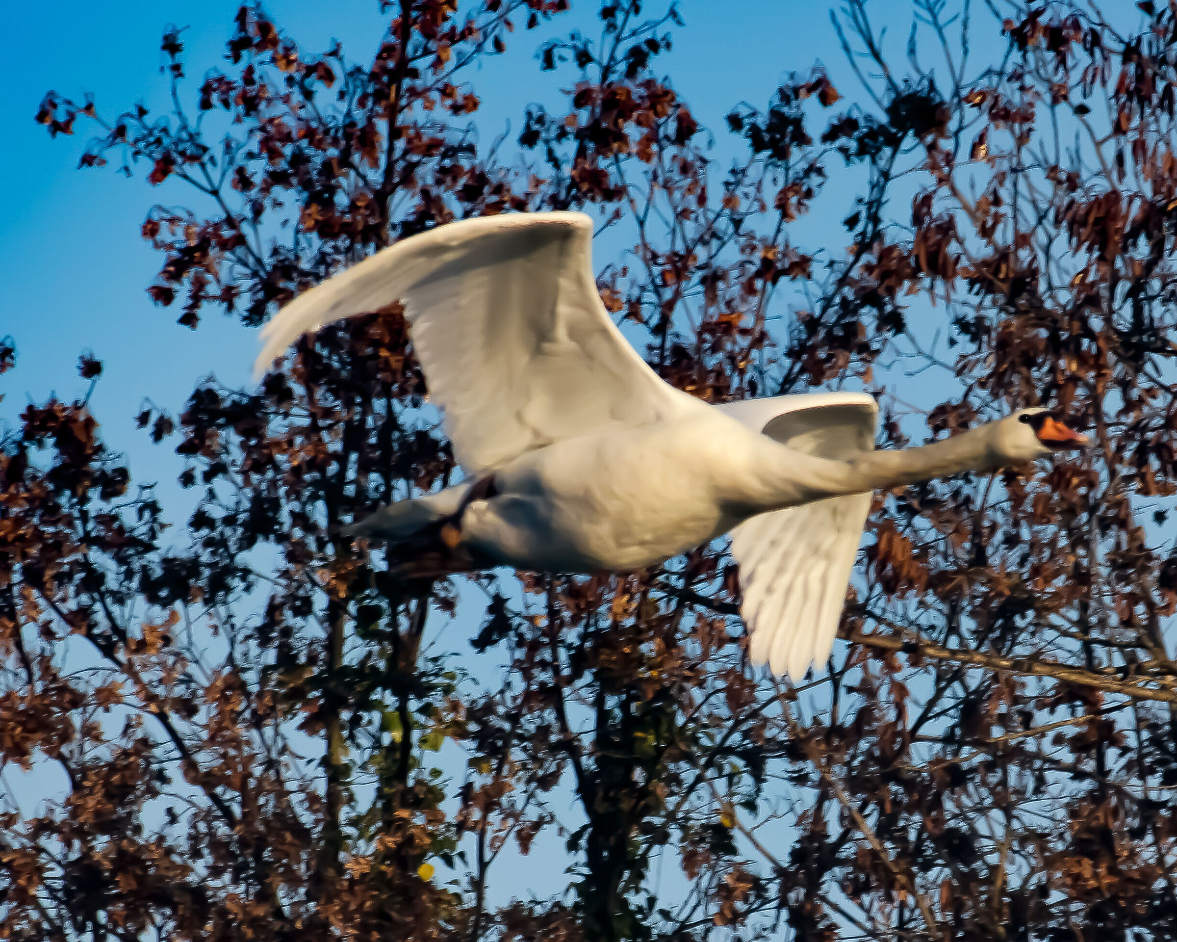 Swan Flight...