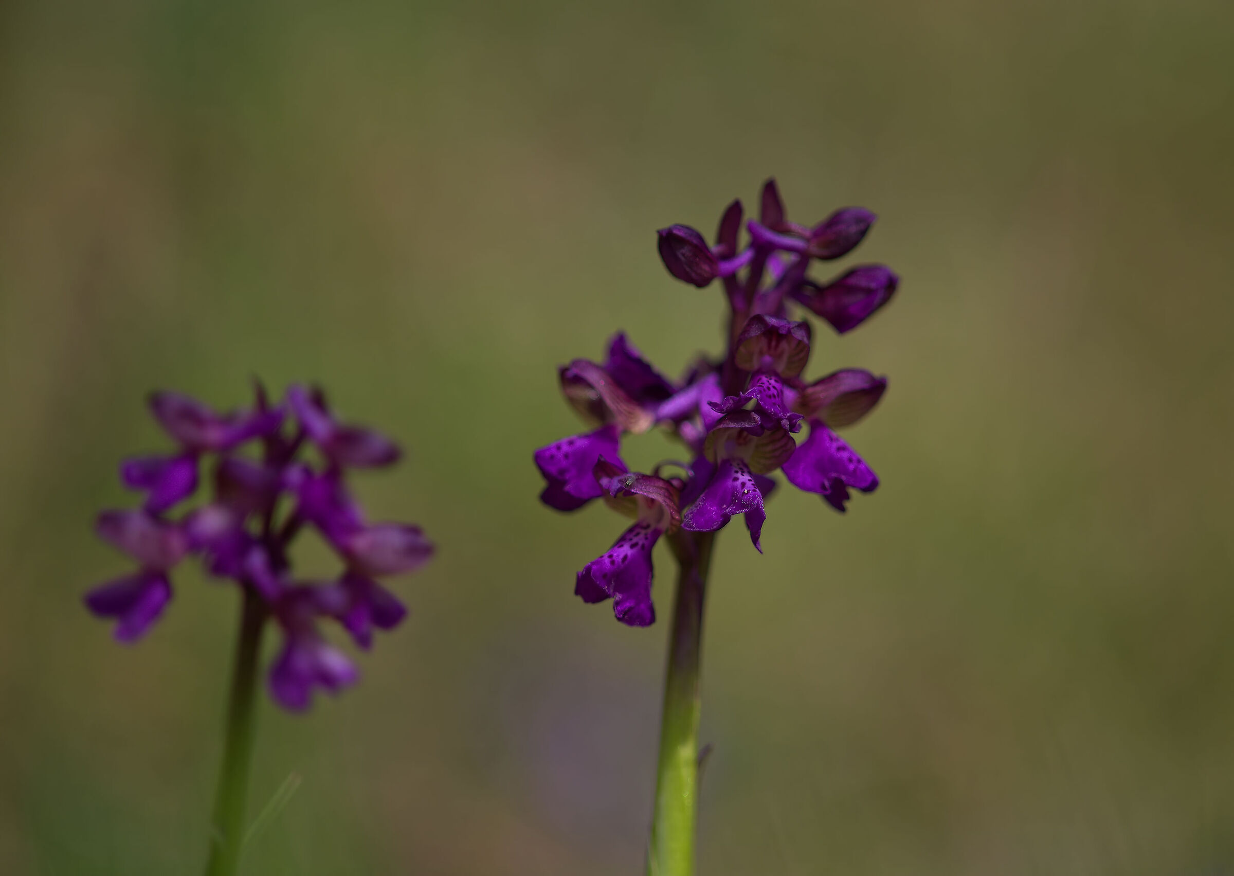 orchid...
