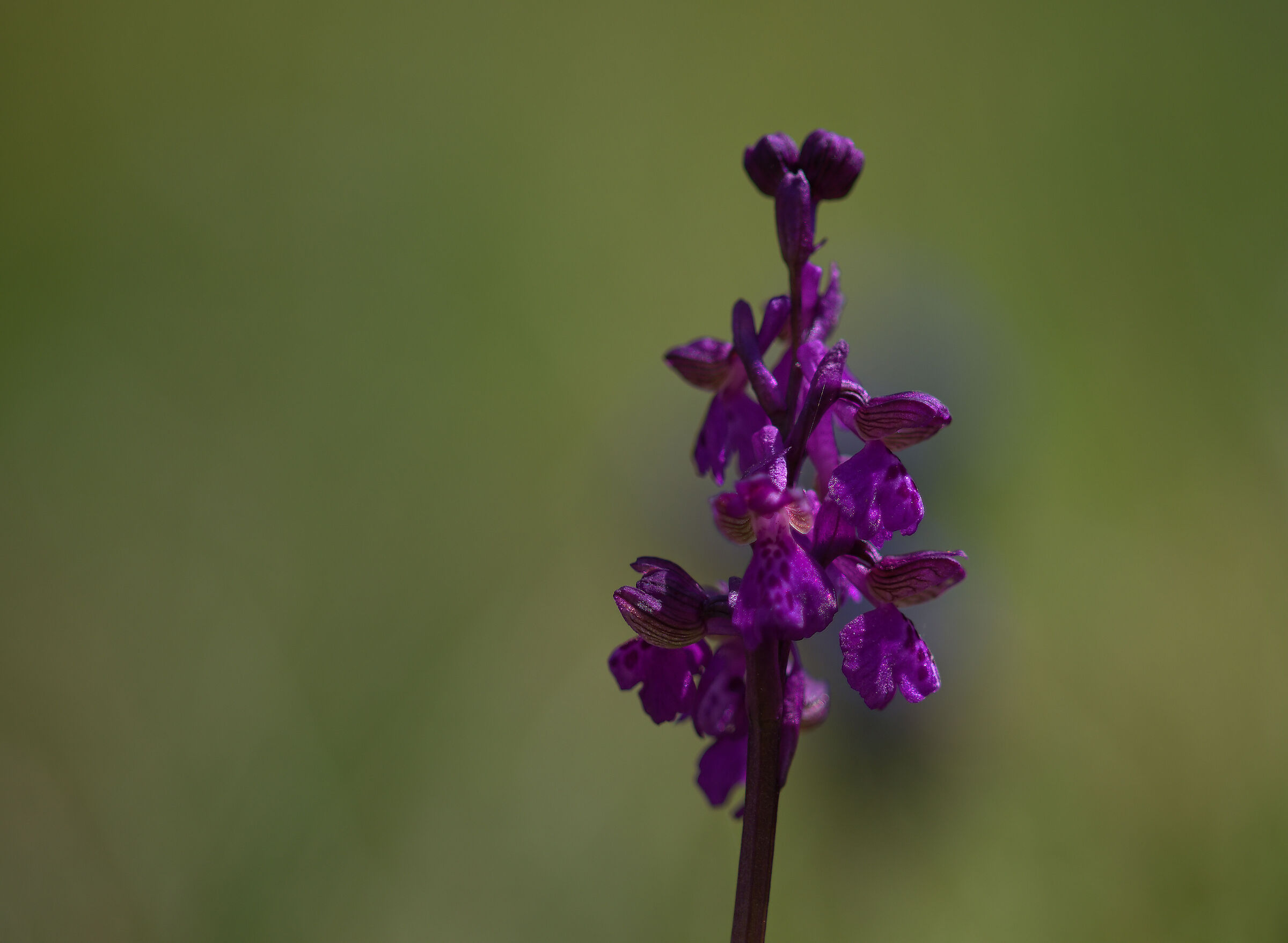 orchid...