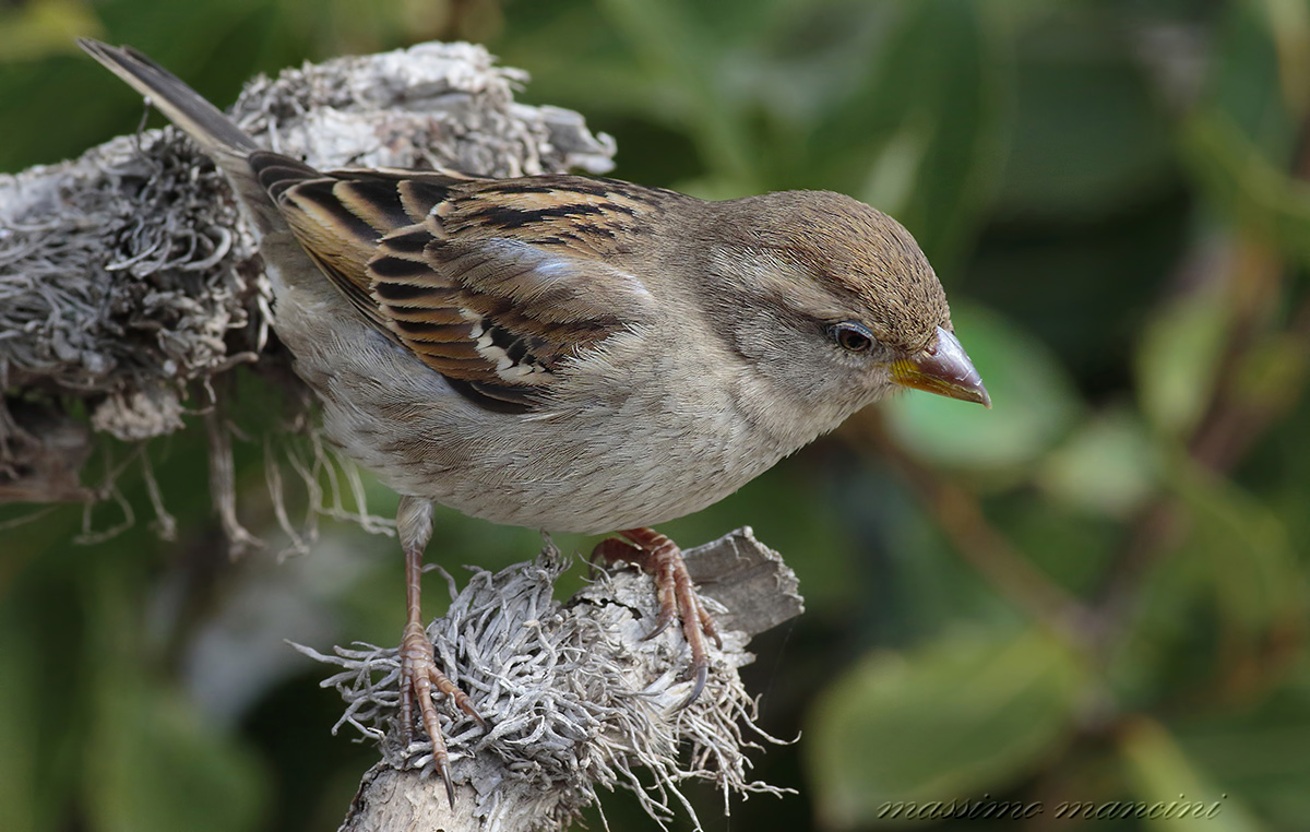 sparrow F...