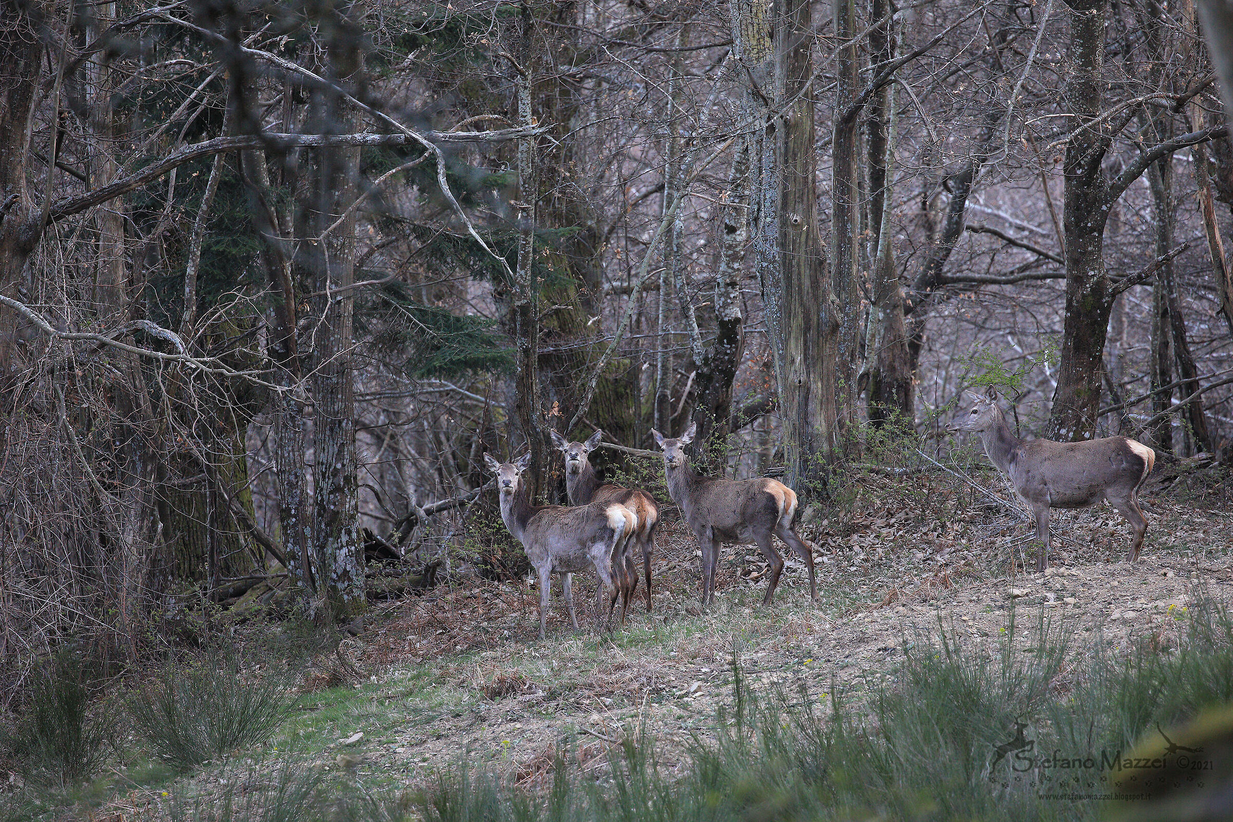 Deer with young people...