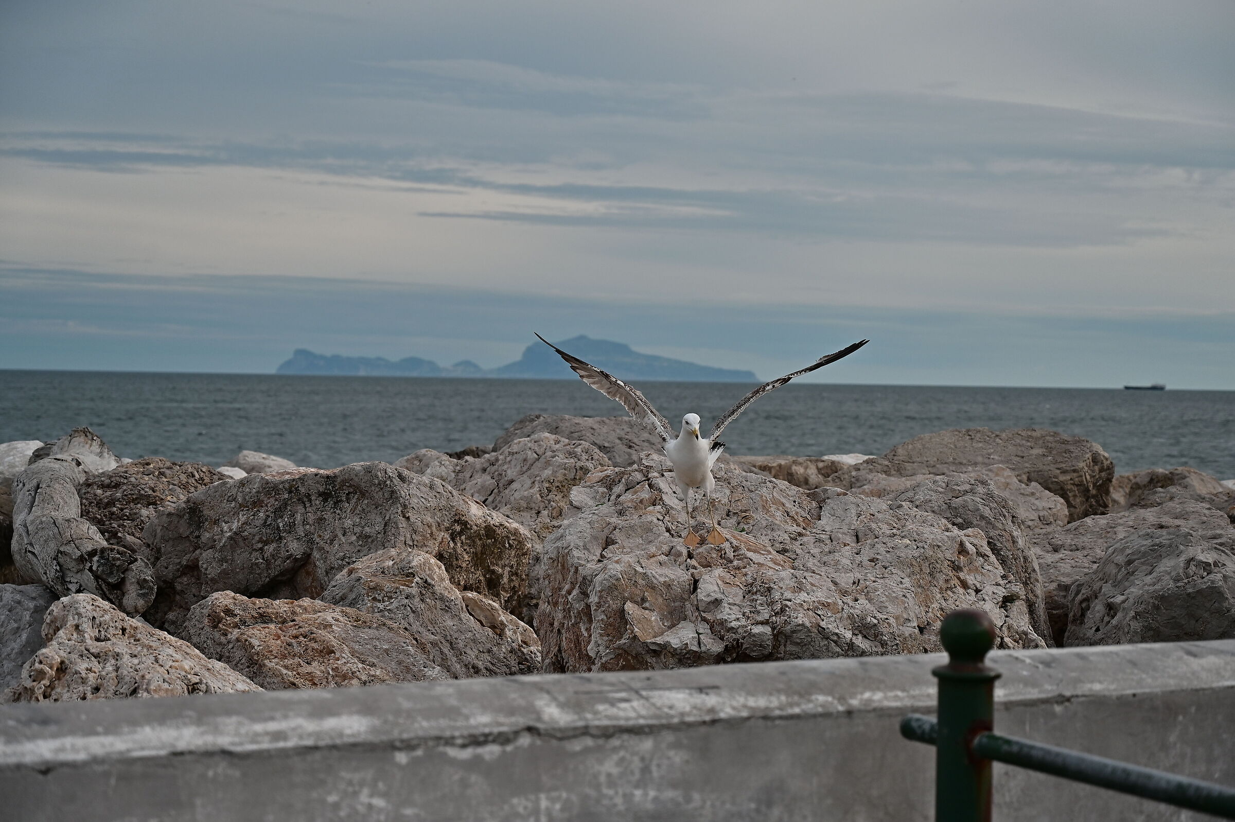 gull...
