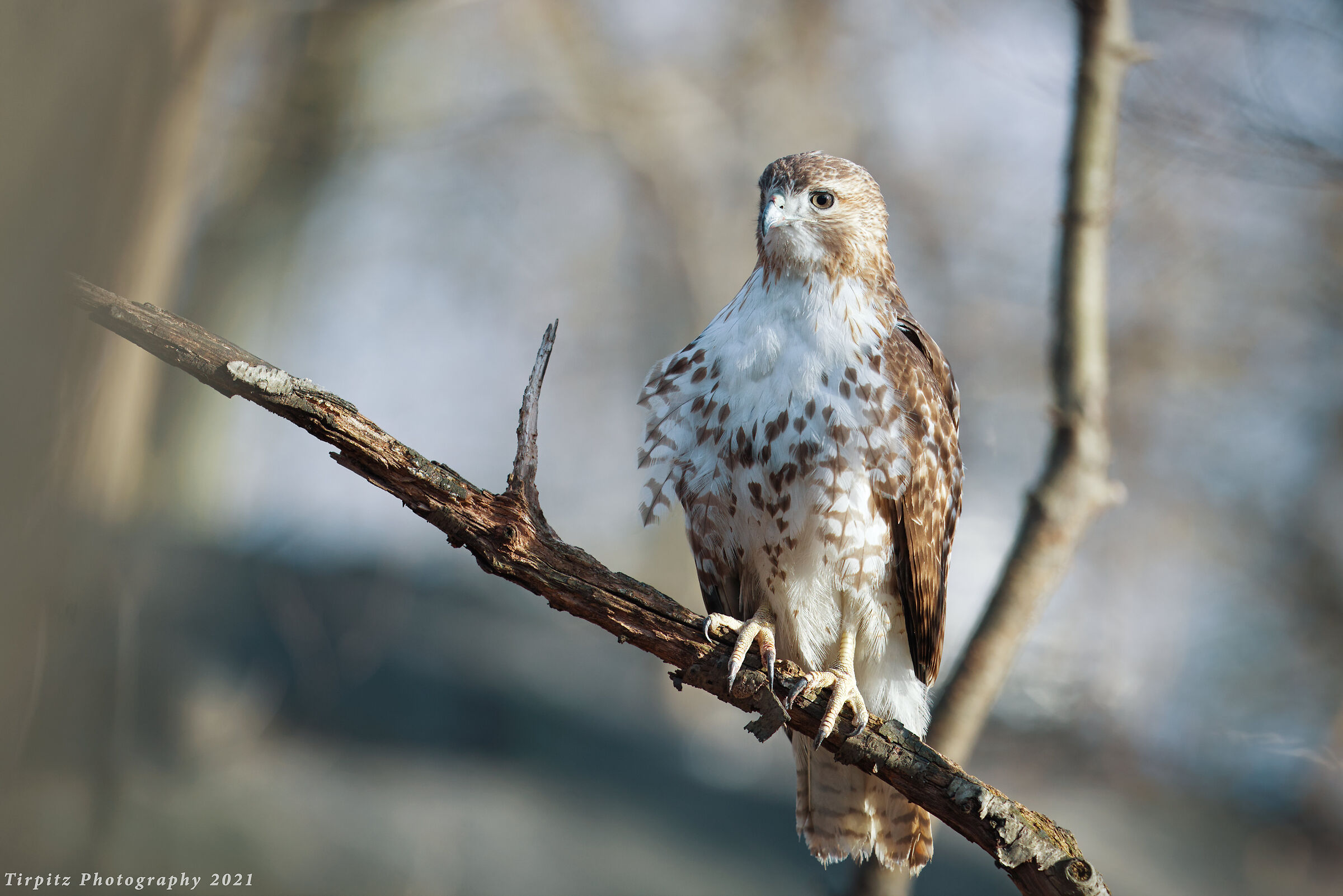 Red tailed hawk - 1...