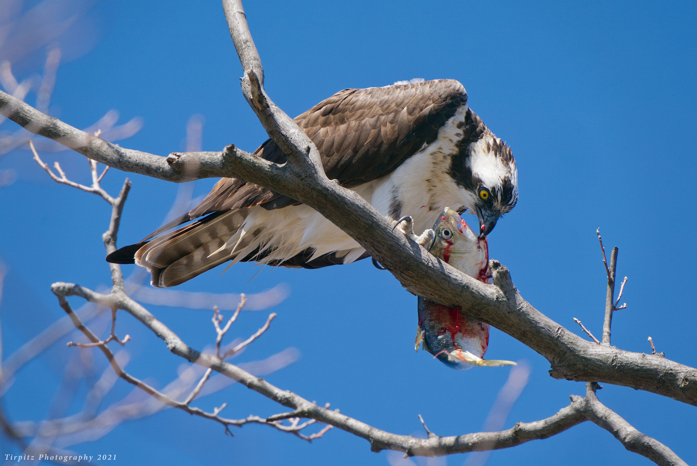 The Osprey and the Prey - 1...