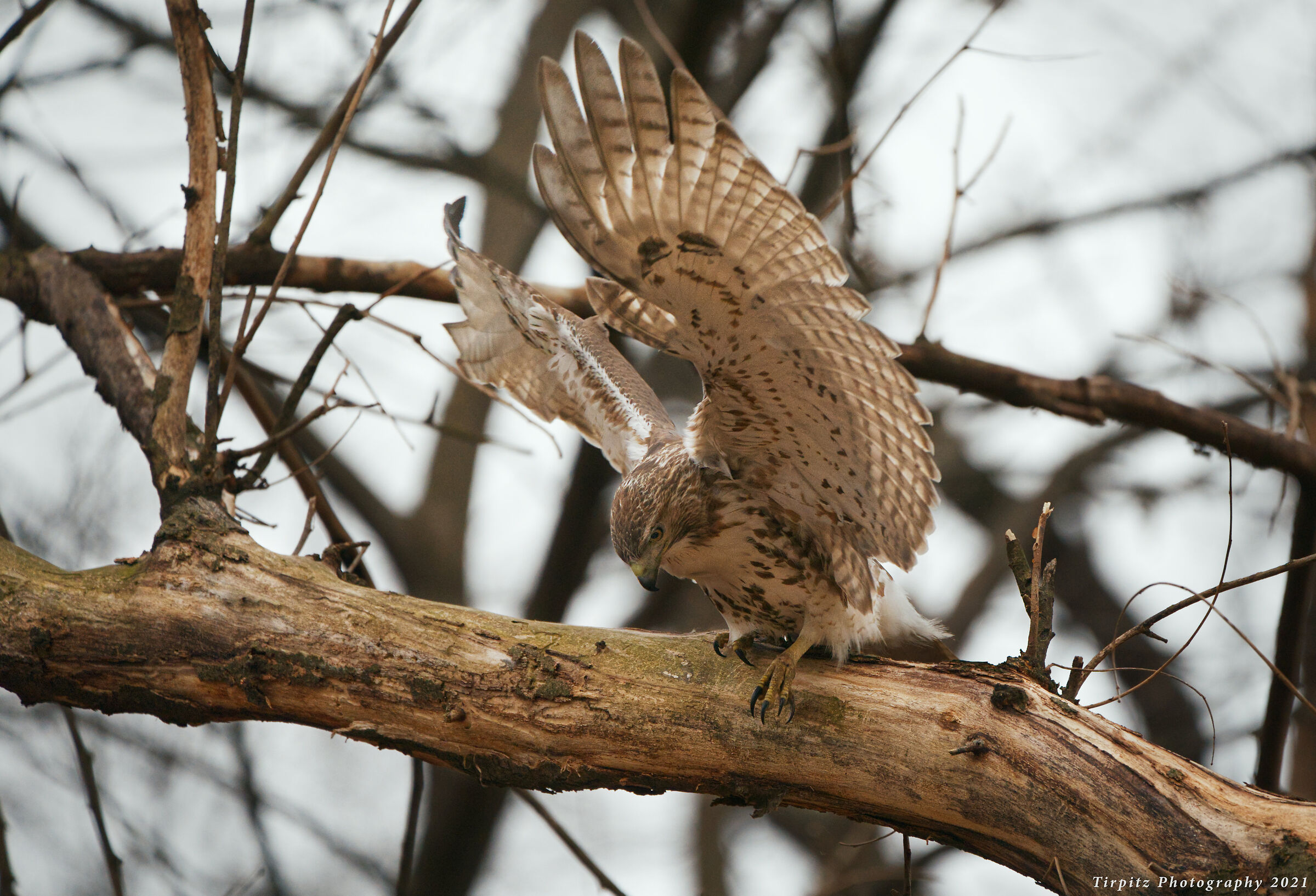 Red tailed hawk - 6...
