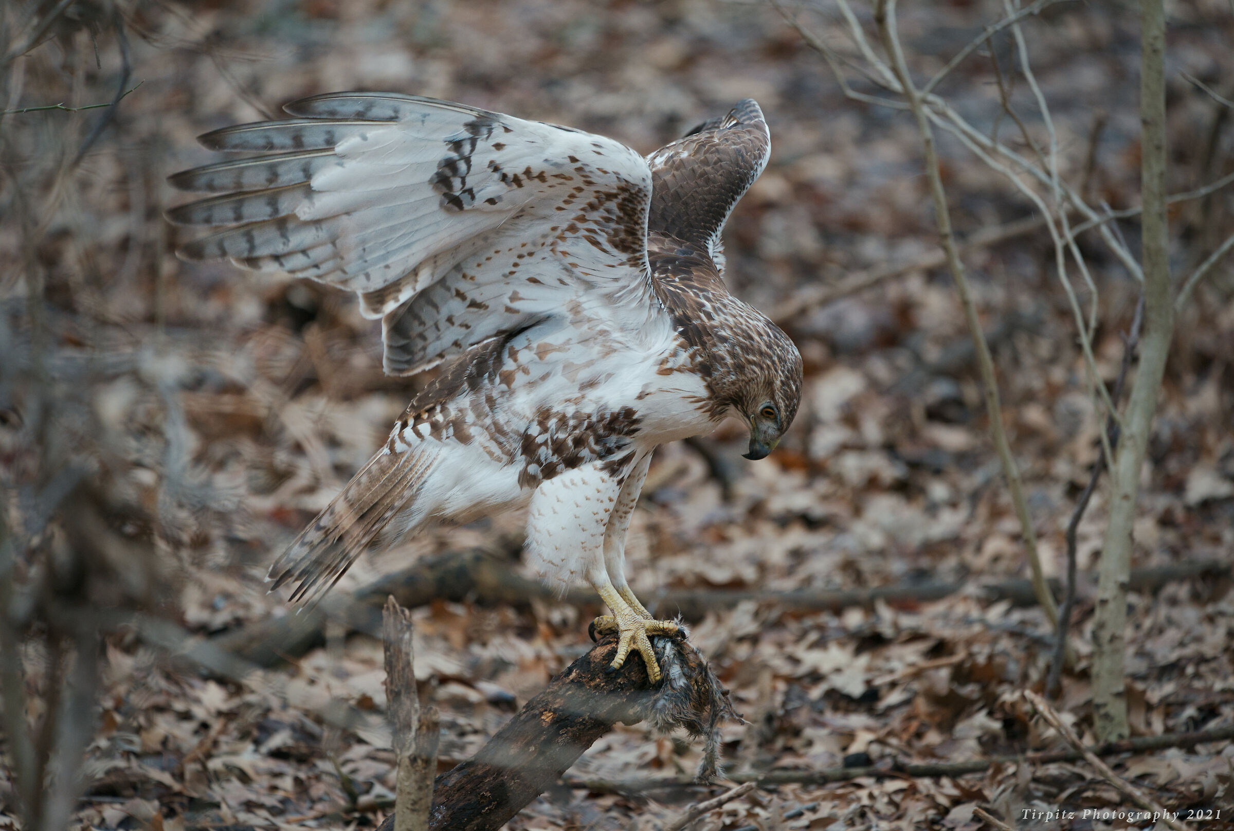 Red tailed hawk - 7...
