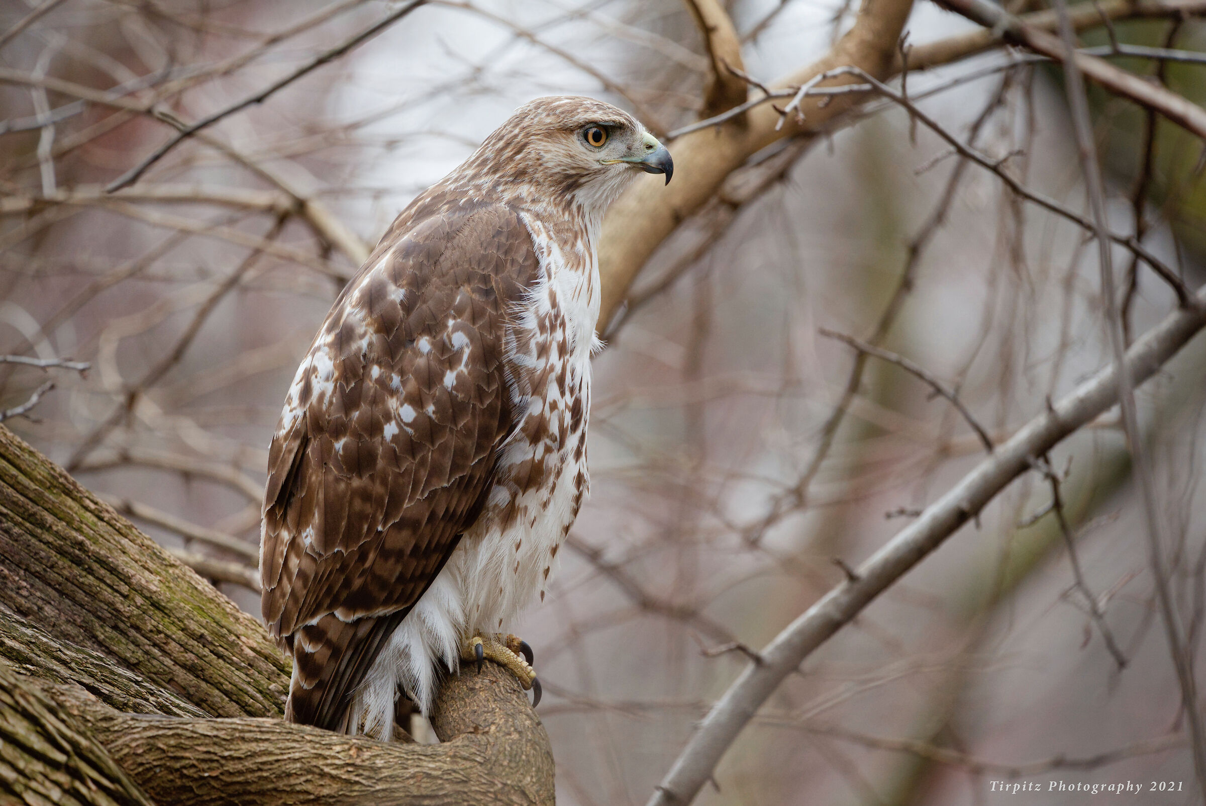 Red tailed hawk - 8...