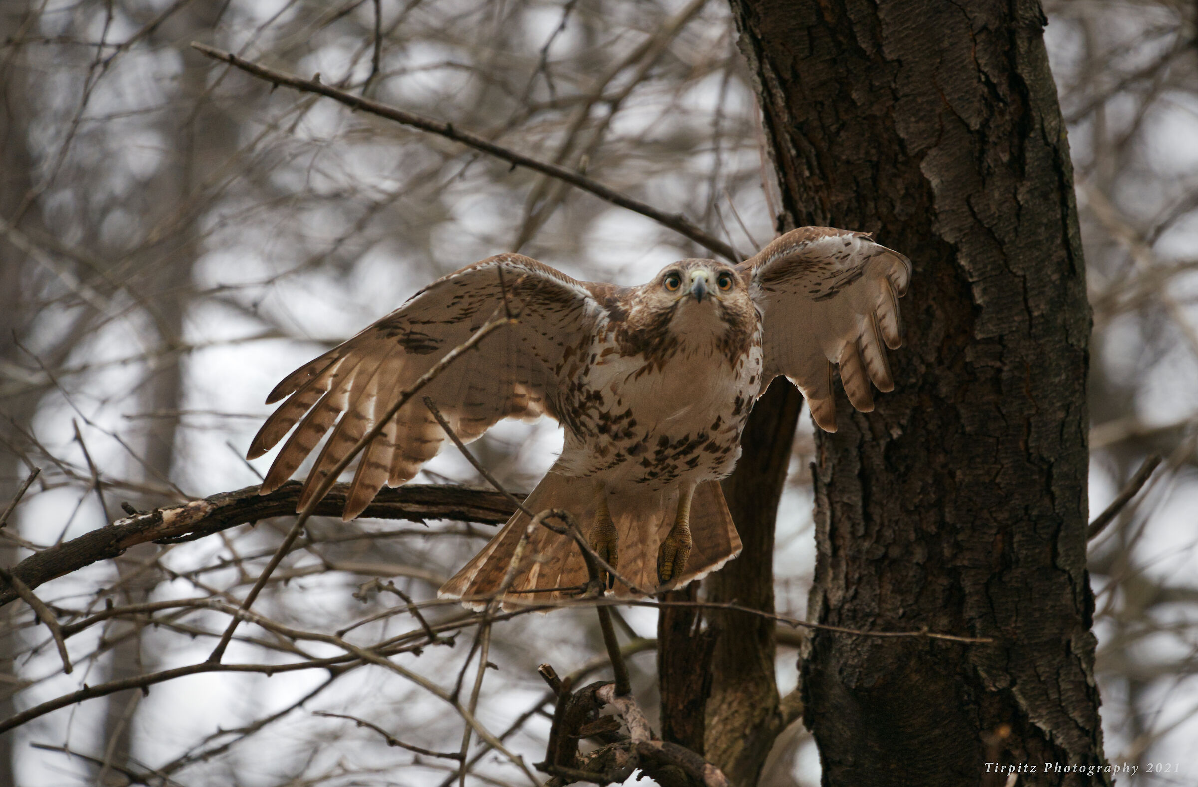 Red tailed hawk - 10...