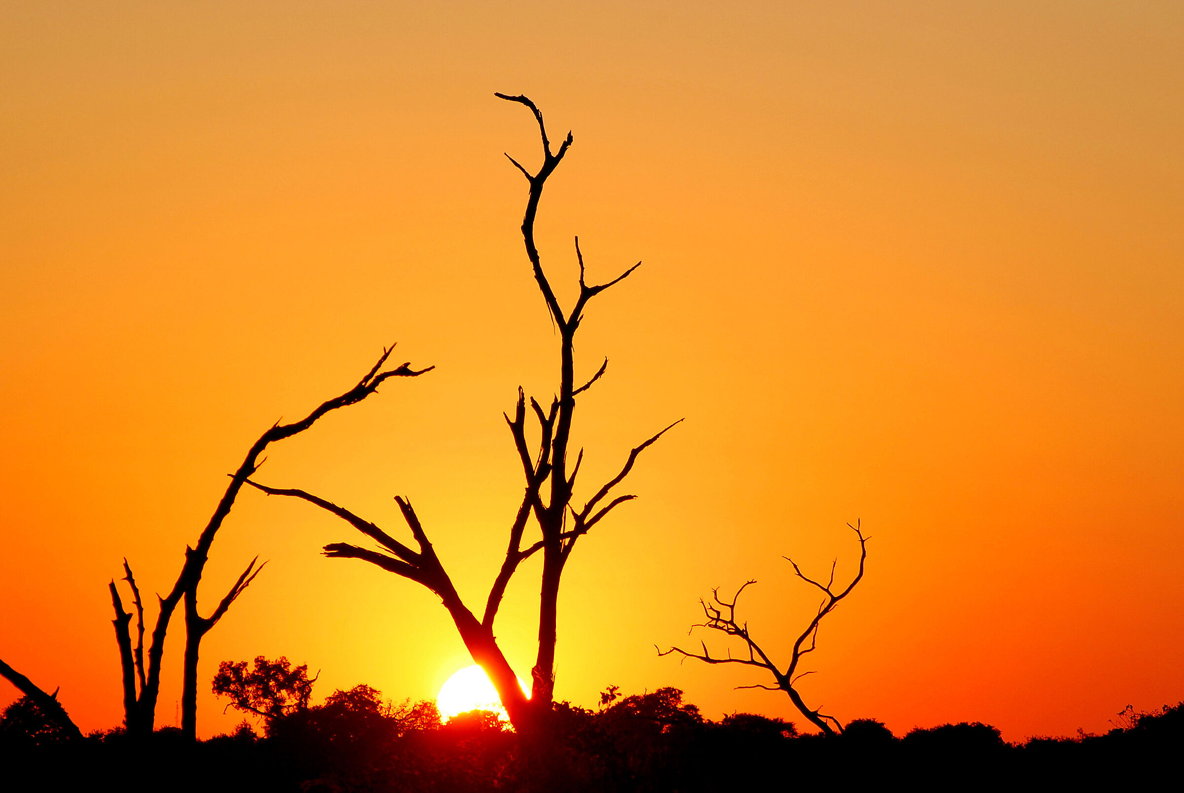 Botswana Chobe Park: the awakening of a new day...
