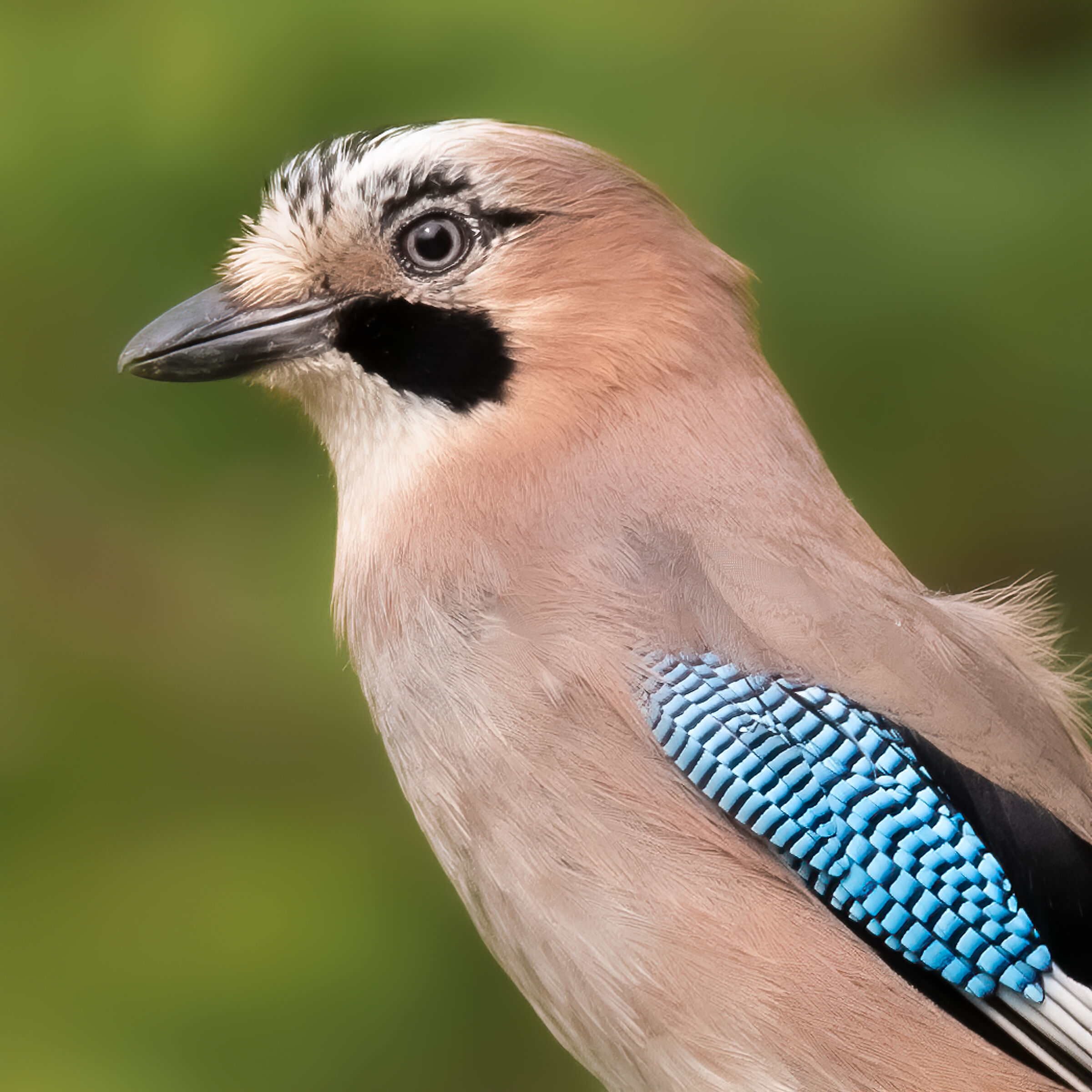 Portrait of the Jay...