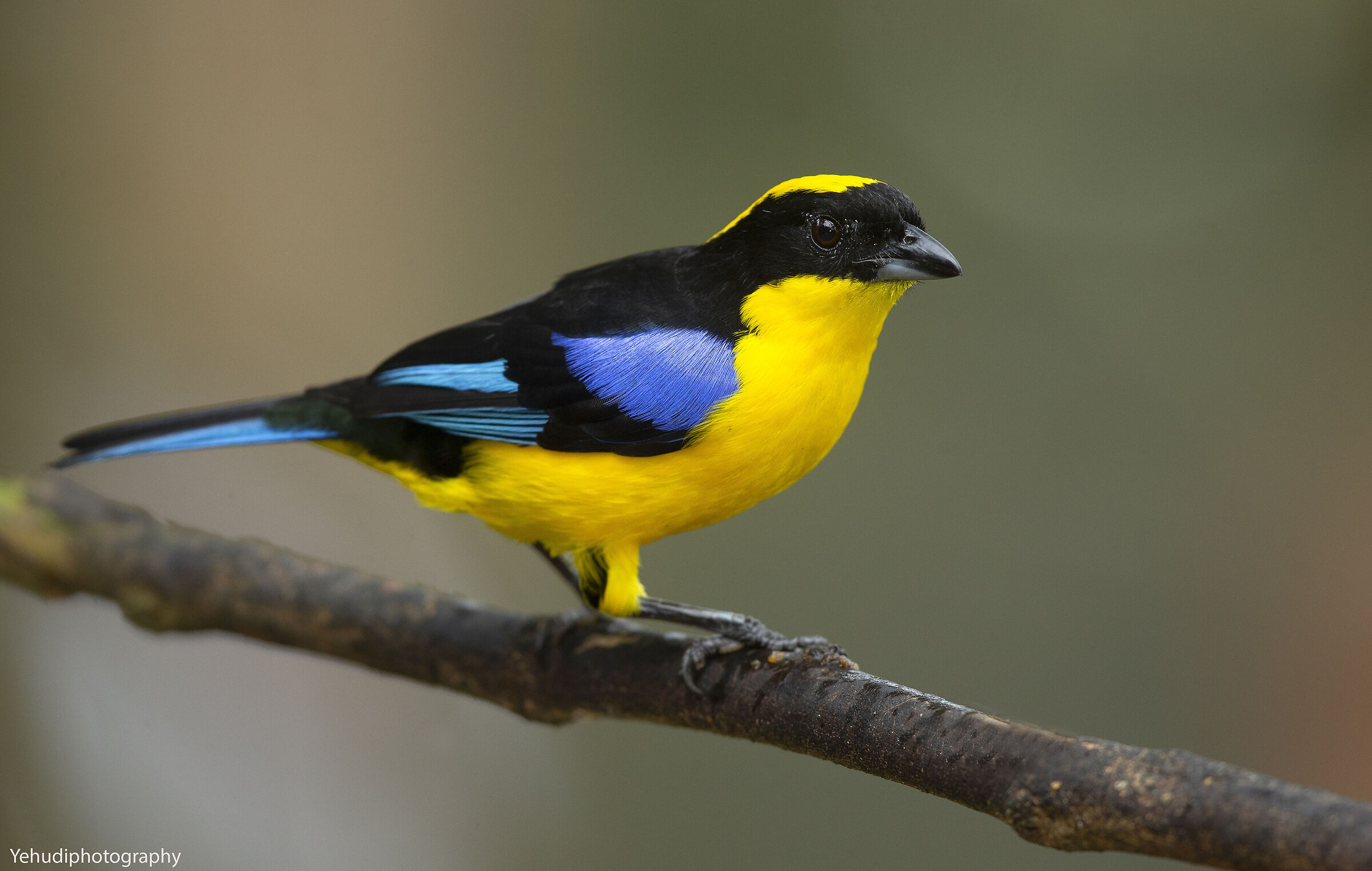 Blue Winged Mountain Tanager...