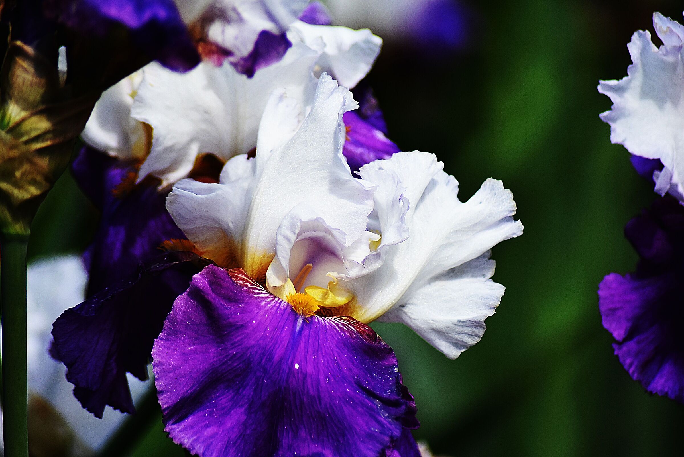 Visita al giardino degli iris...