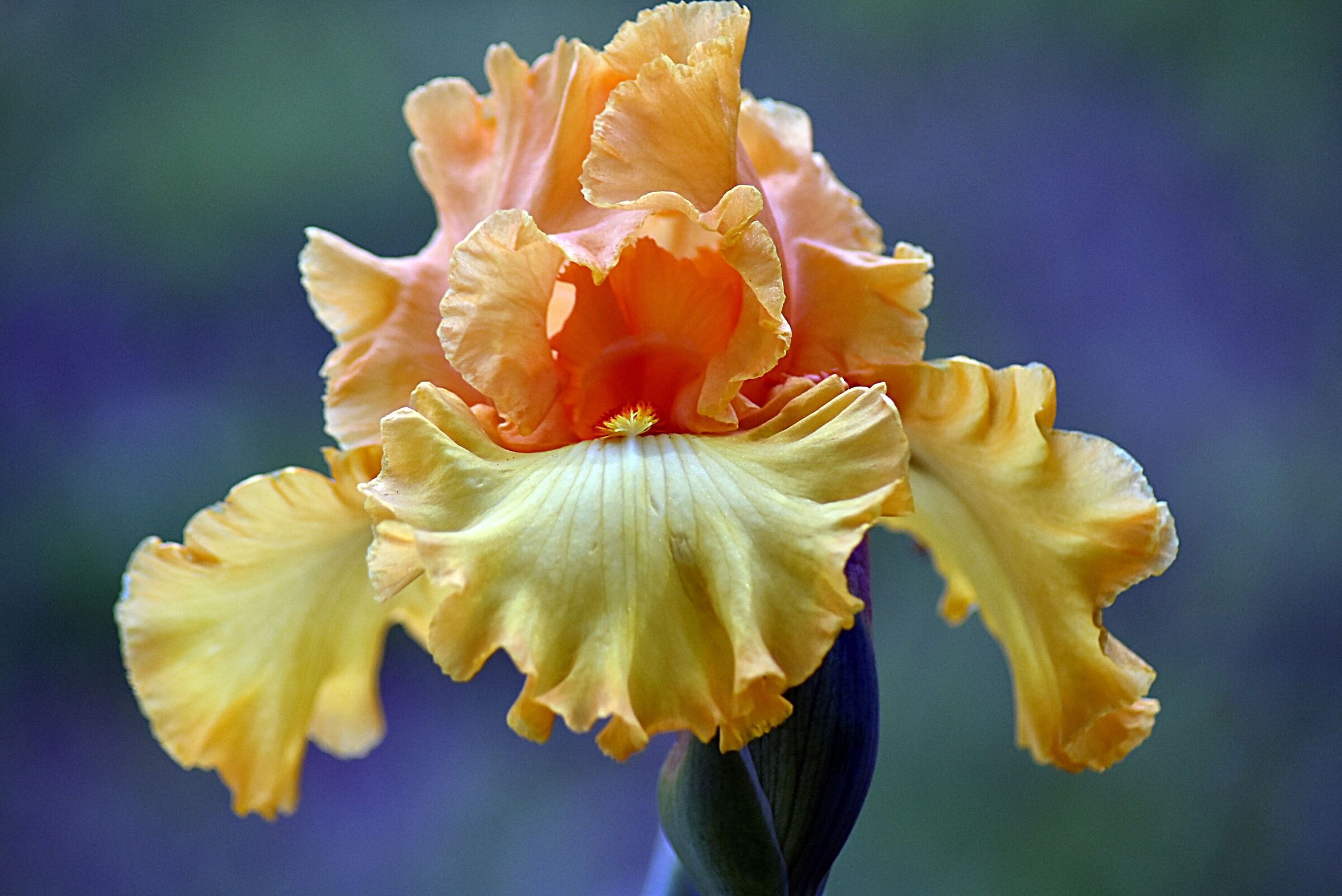 Visita al giardino degli iris...