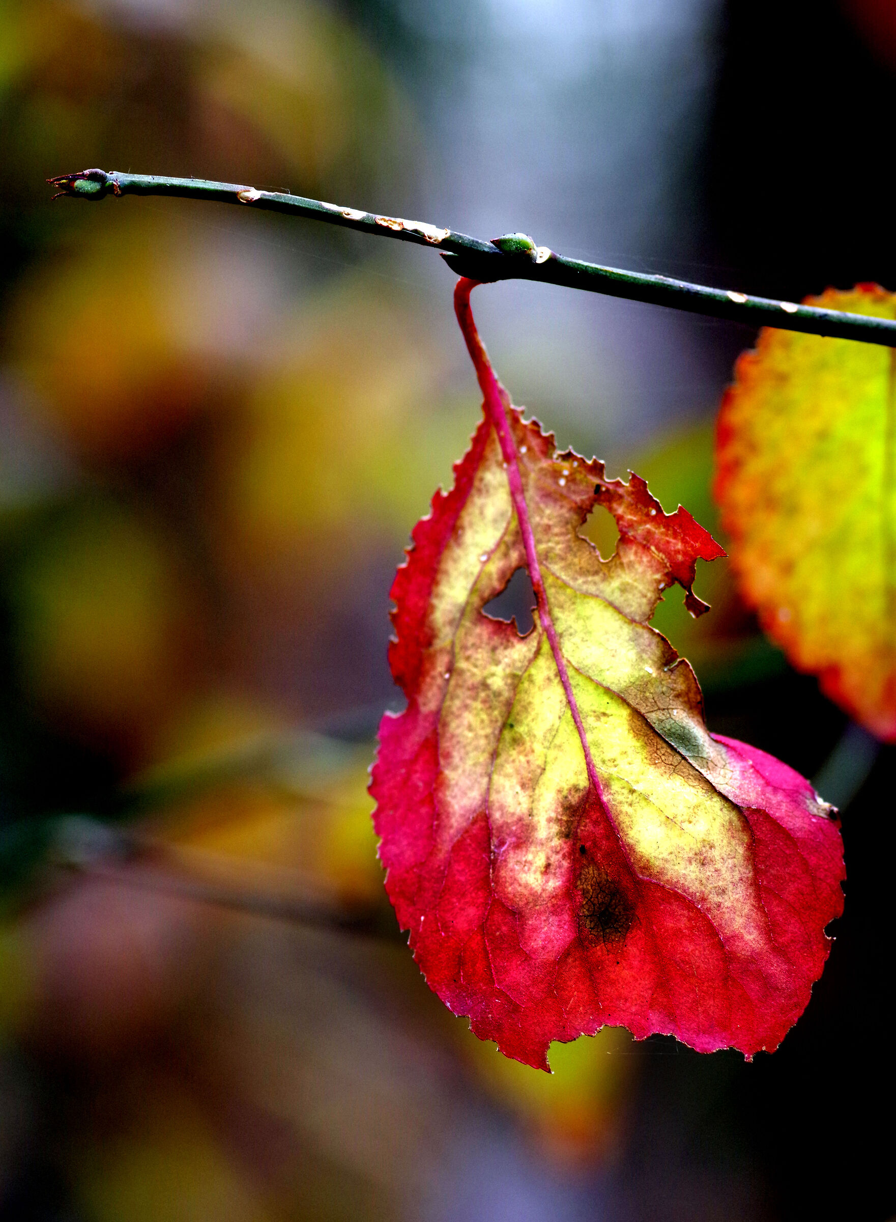 Autumn colors...