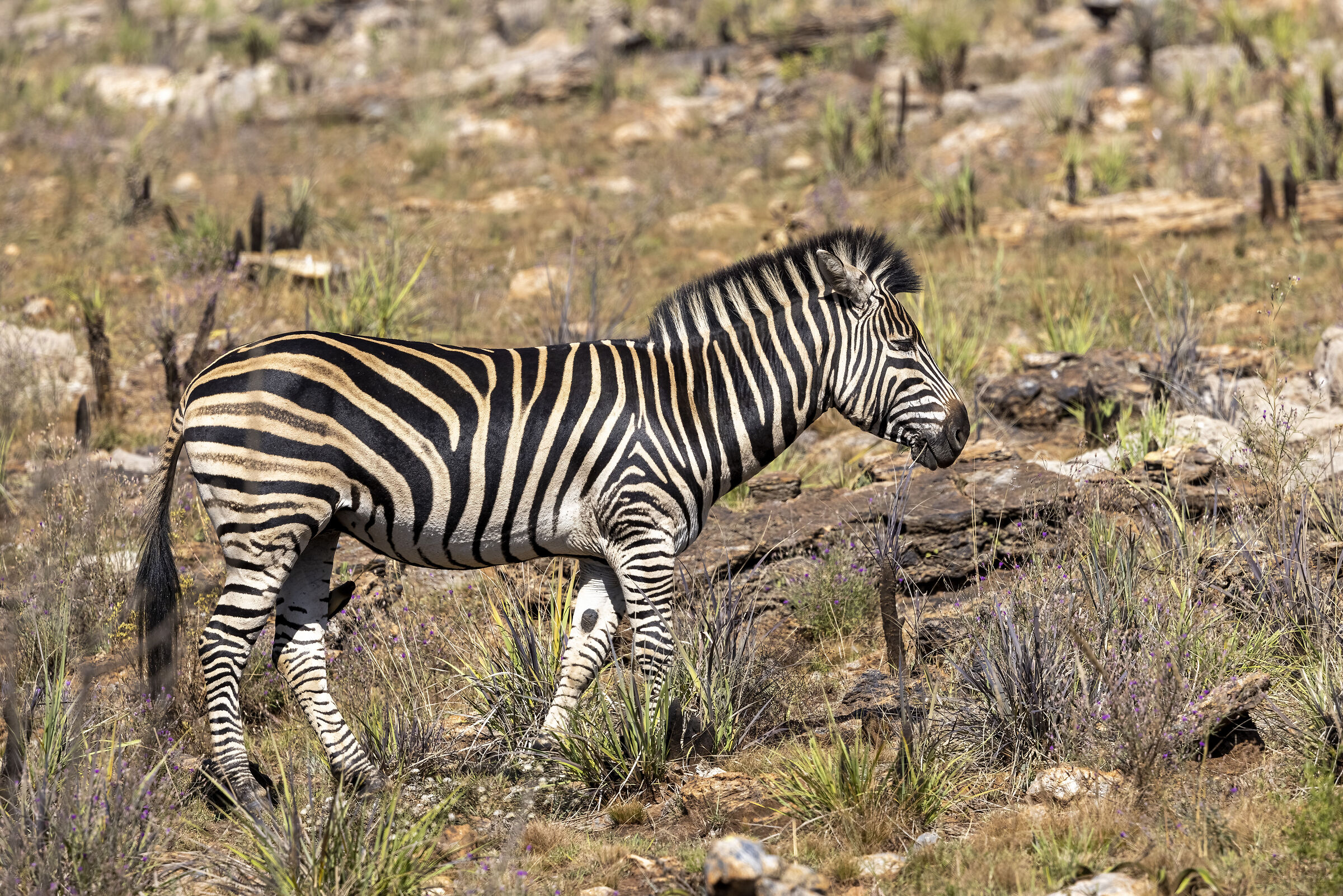 Zebra in profile...
