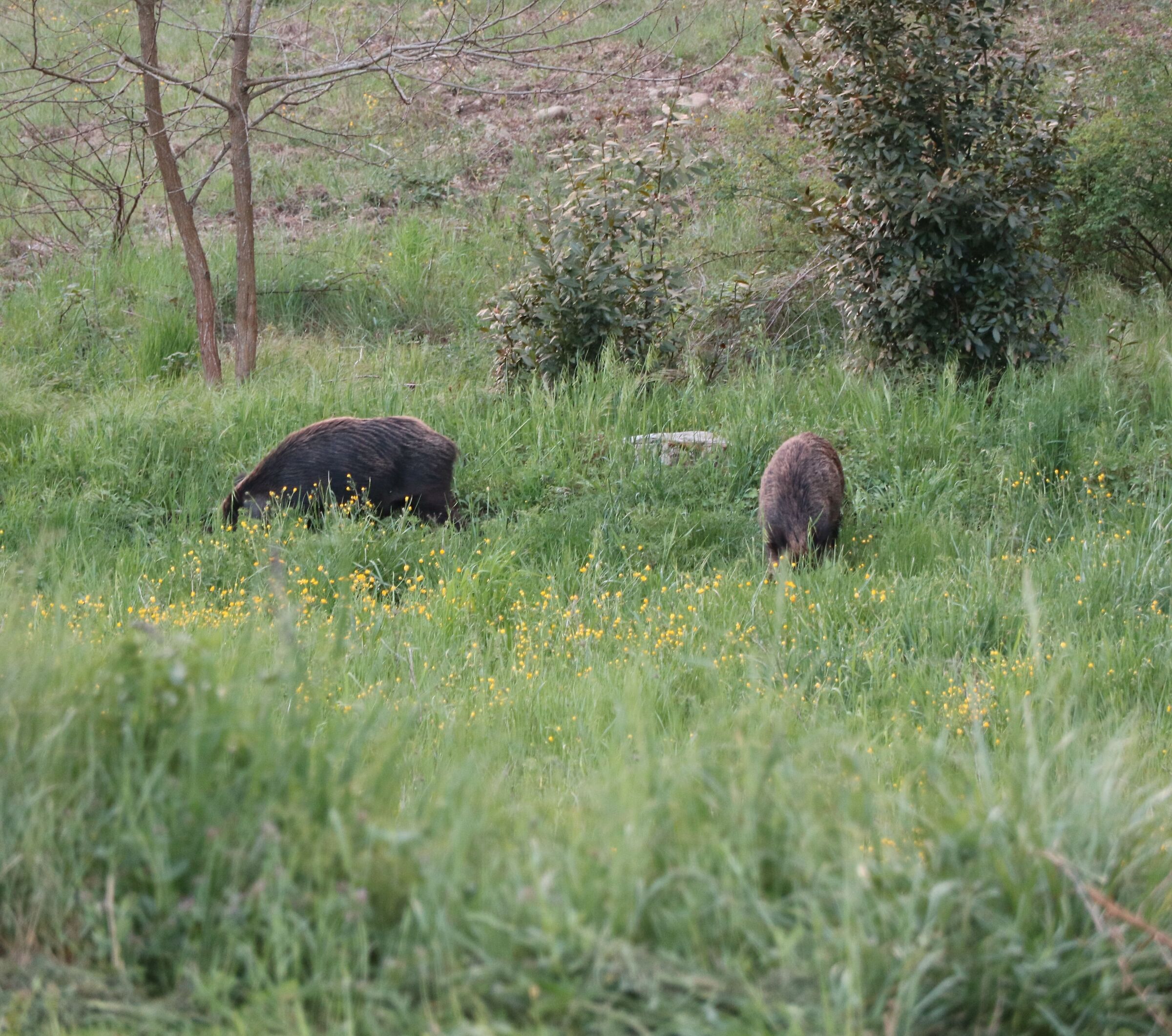 wild boars for dinner...