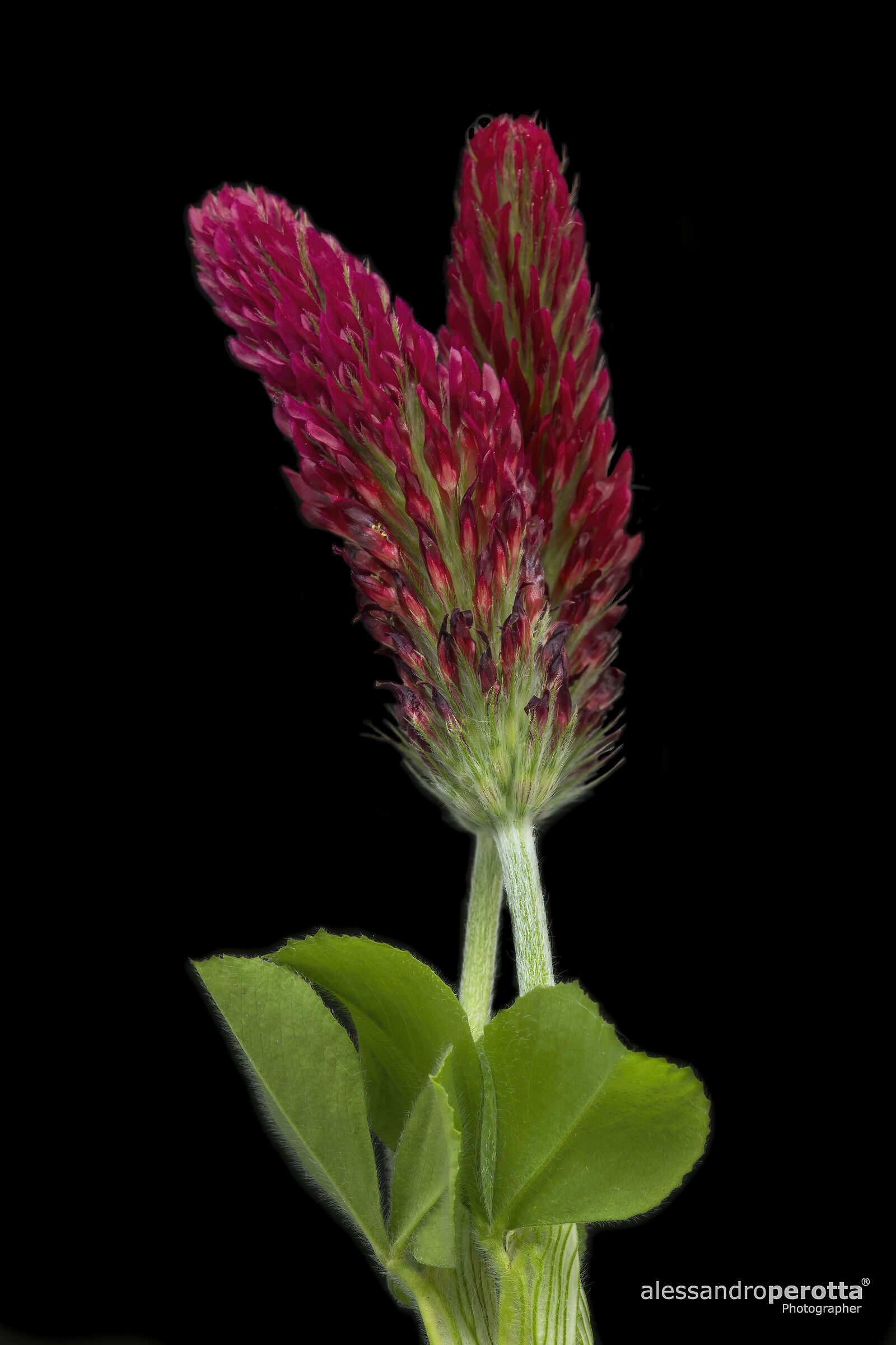 Trifolium incarnatum...