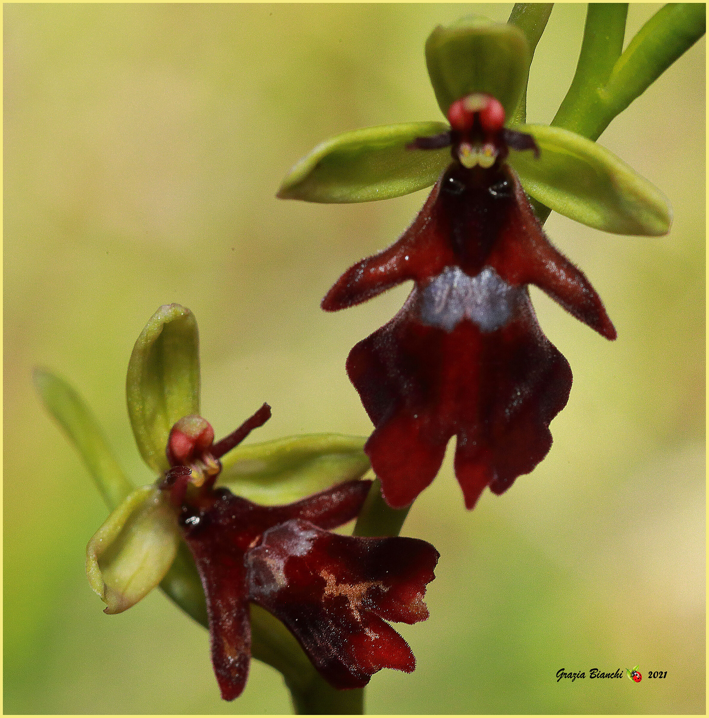 Ophrys insectifera (Orchidea spontanea)...