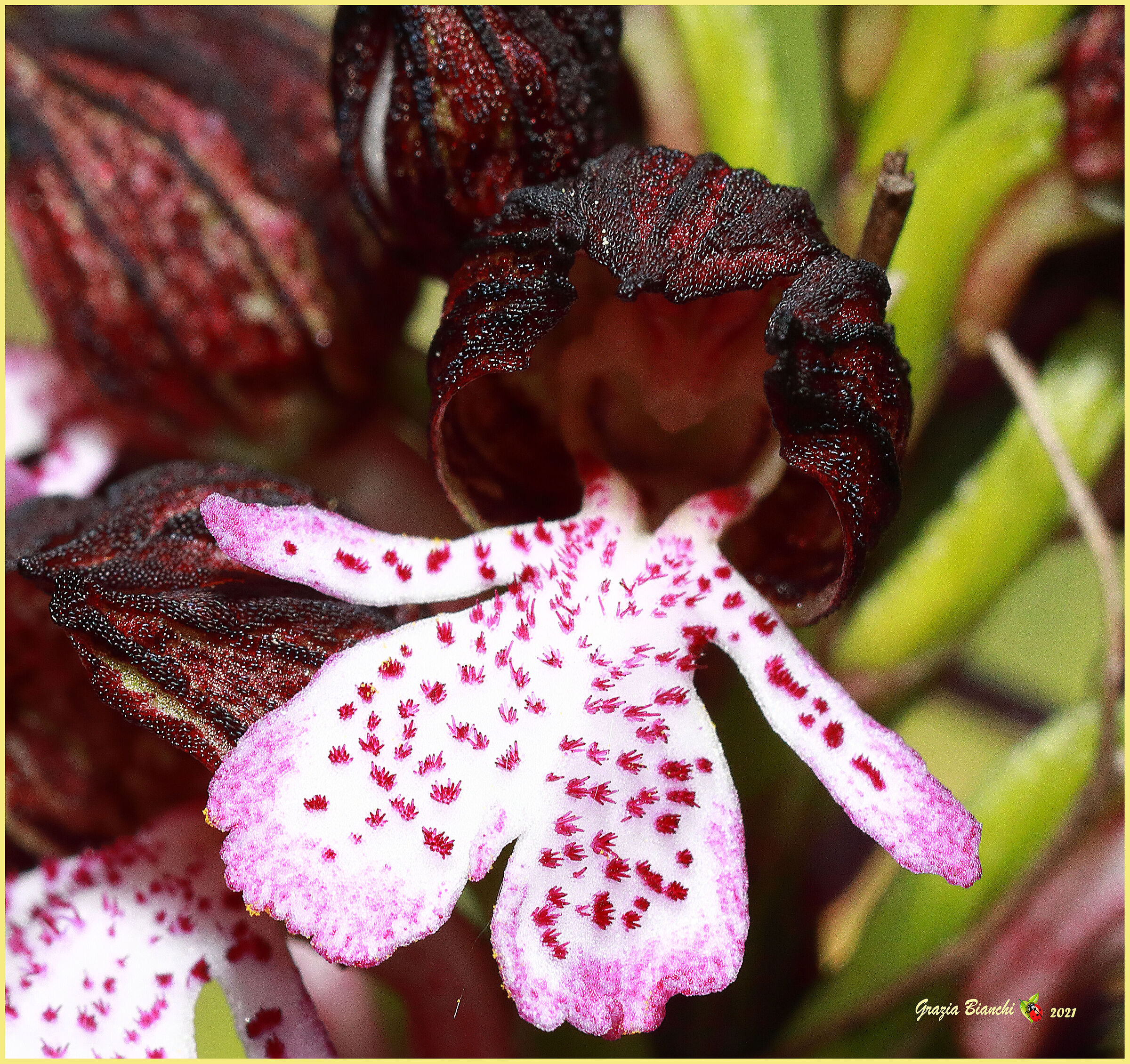 Orchis purpurea (Orchidea spontanea)...