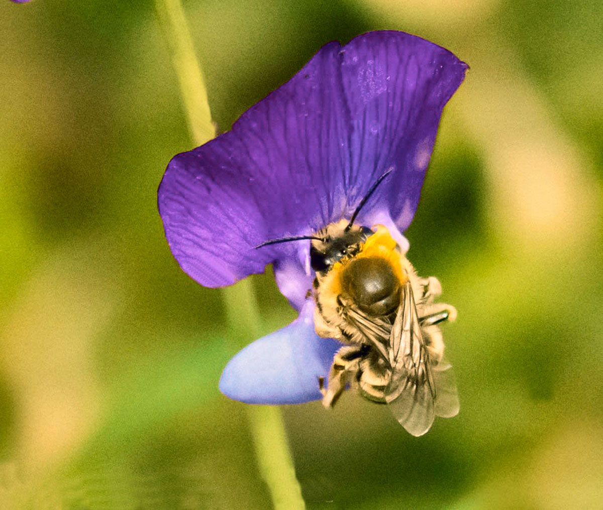 Bumblebee on flower...