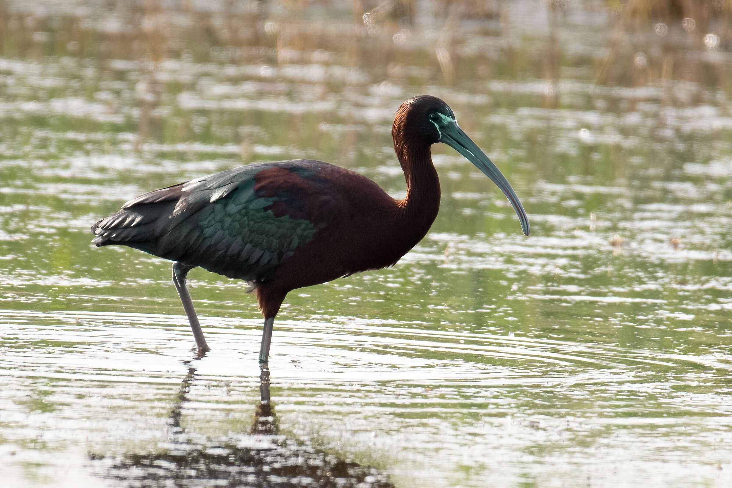 glossy ibis...