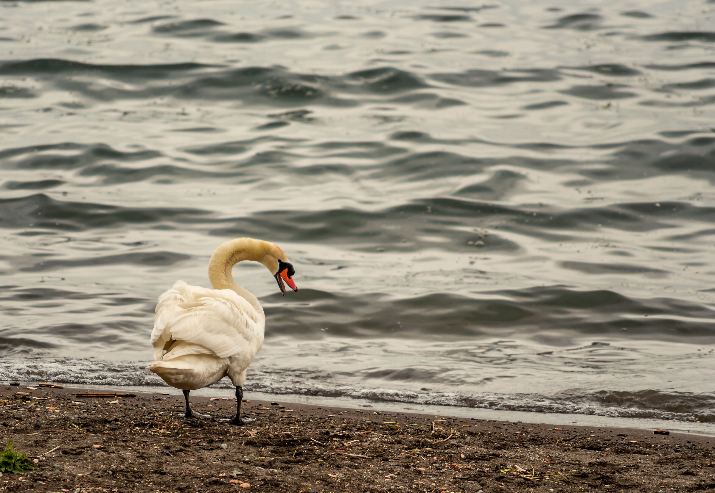 Swan on the shores of Lake Bracciano...