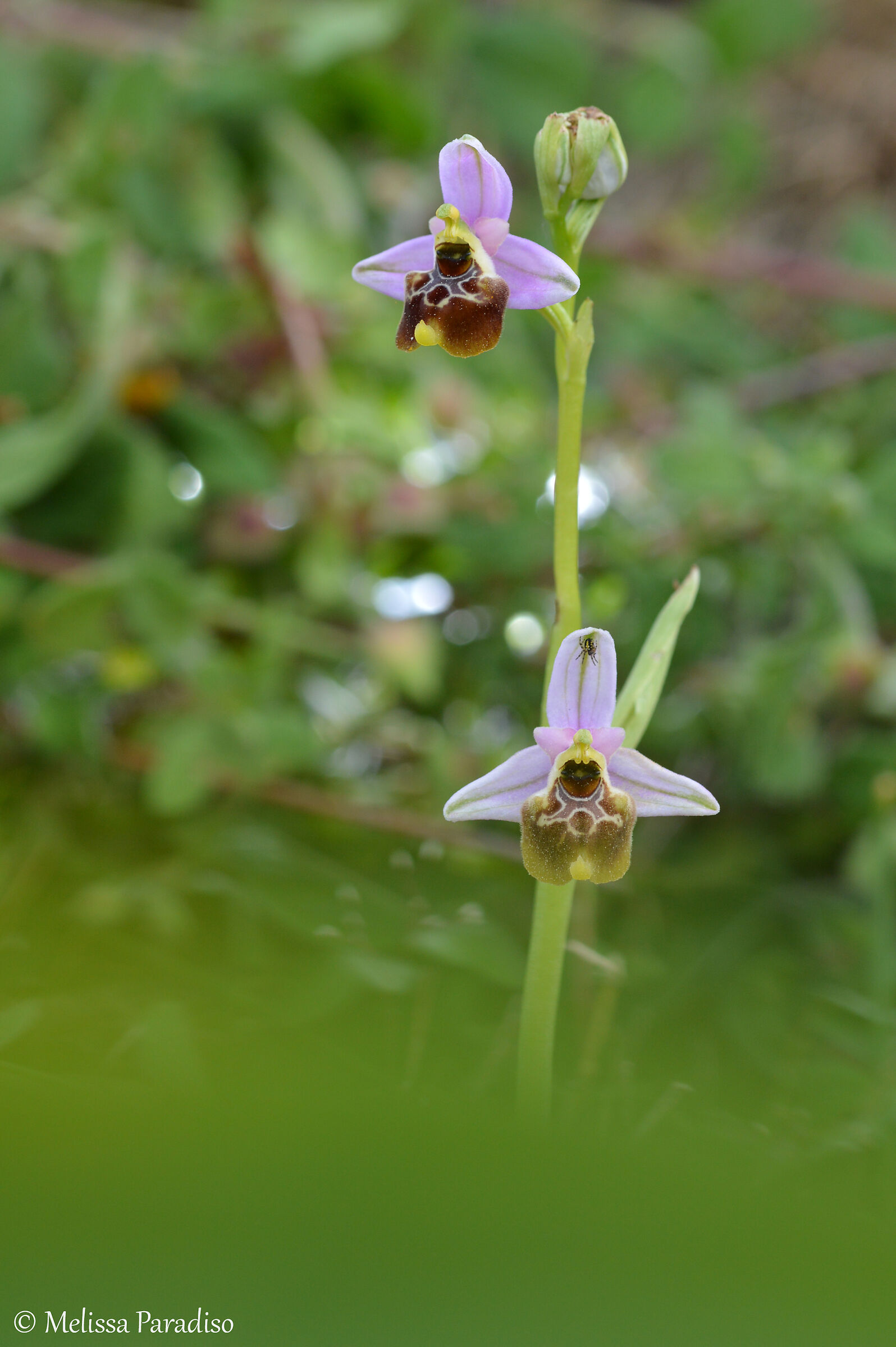 Holoserice's ophrys...