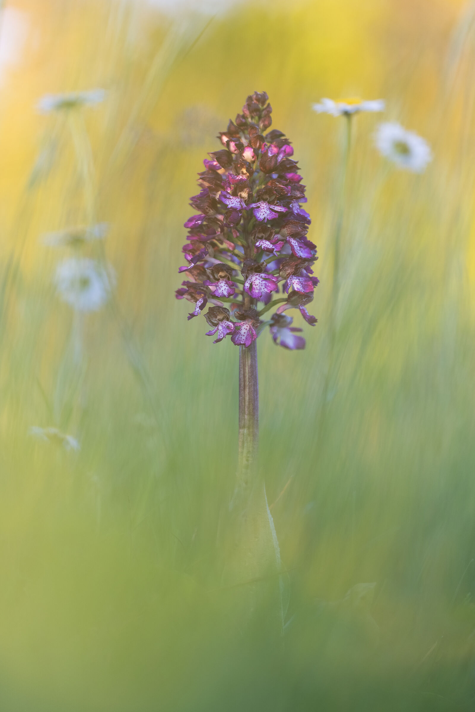 Purple Orchis...