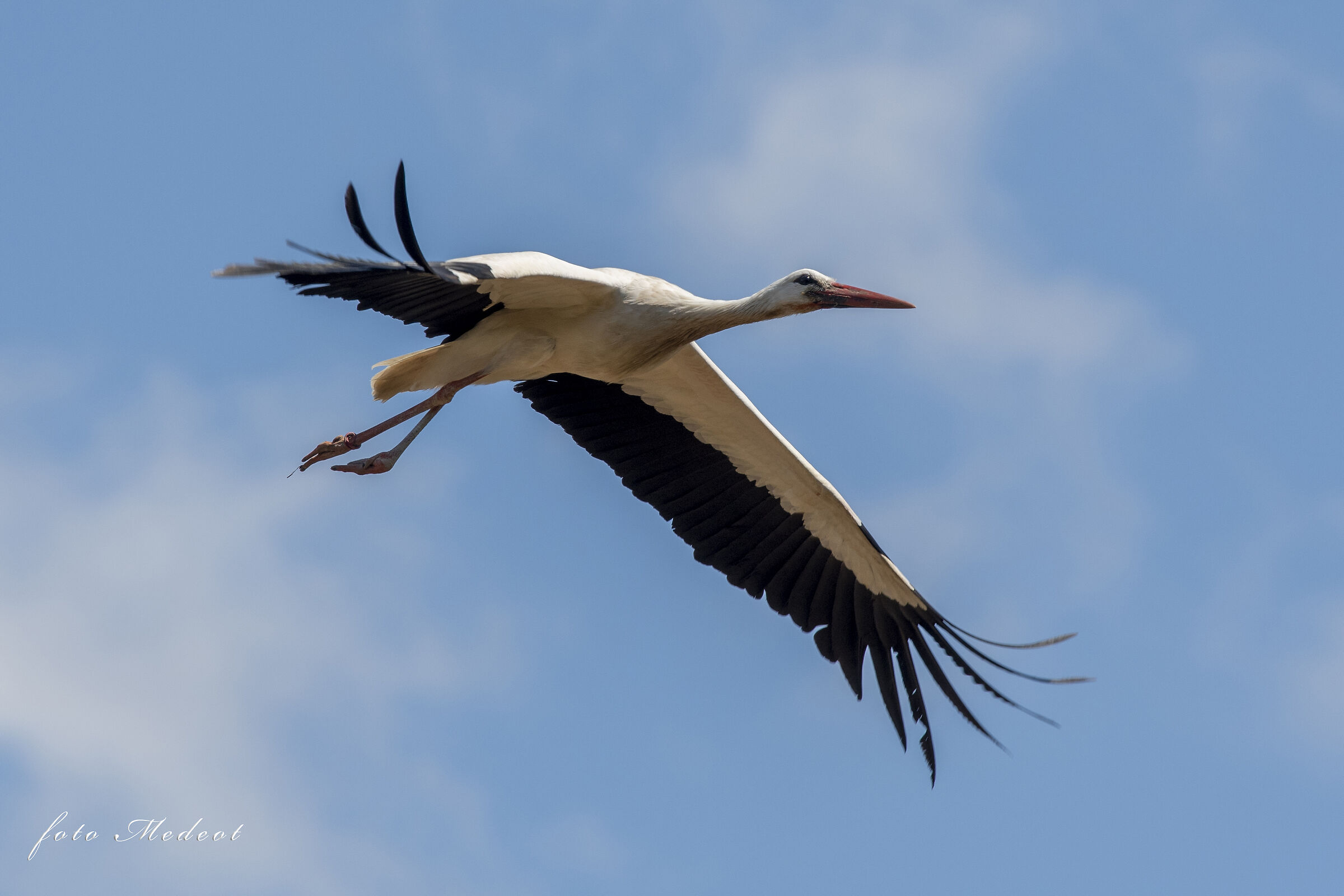 Stork in flight...