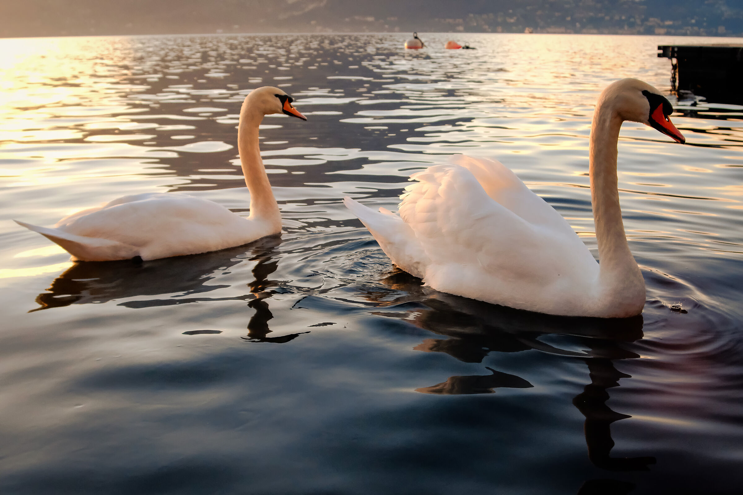 Swans on Lake Como, Varenna...
