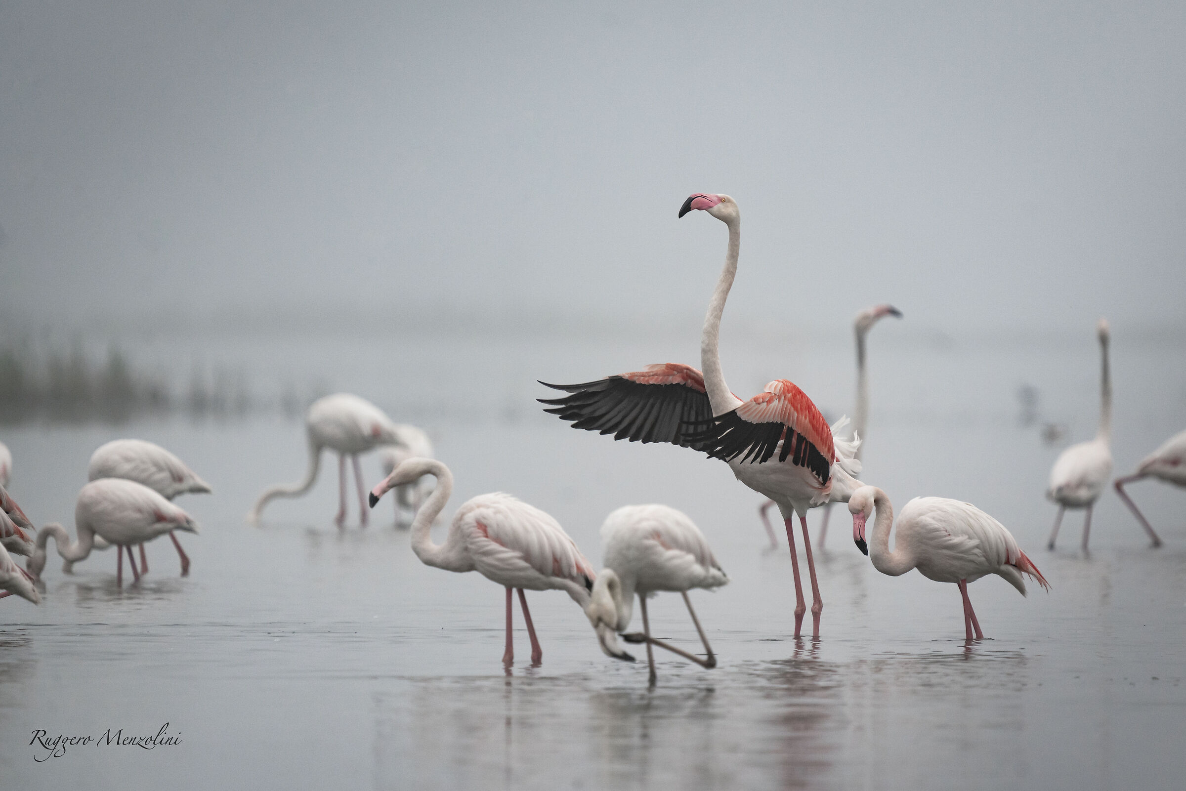 flamingoes...