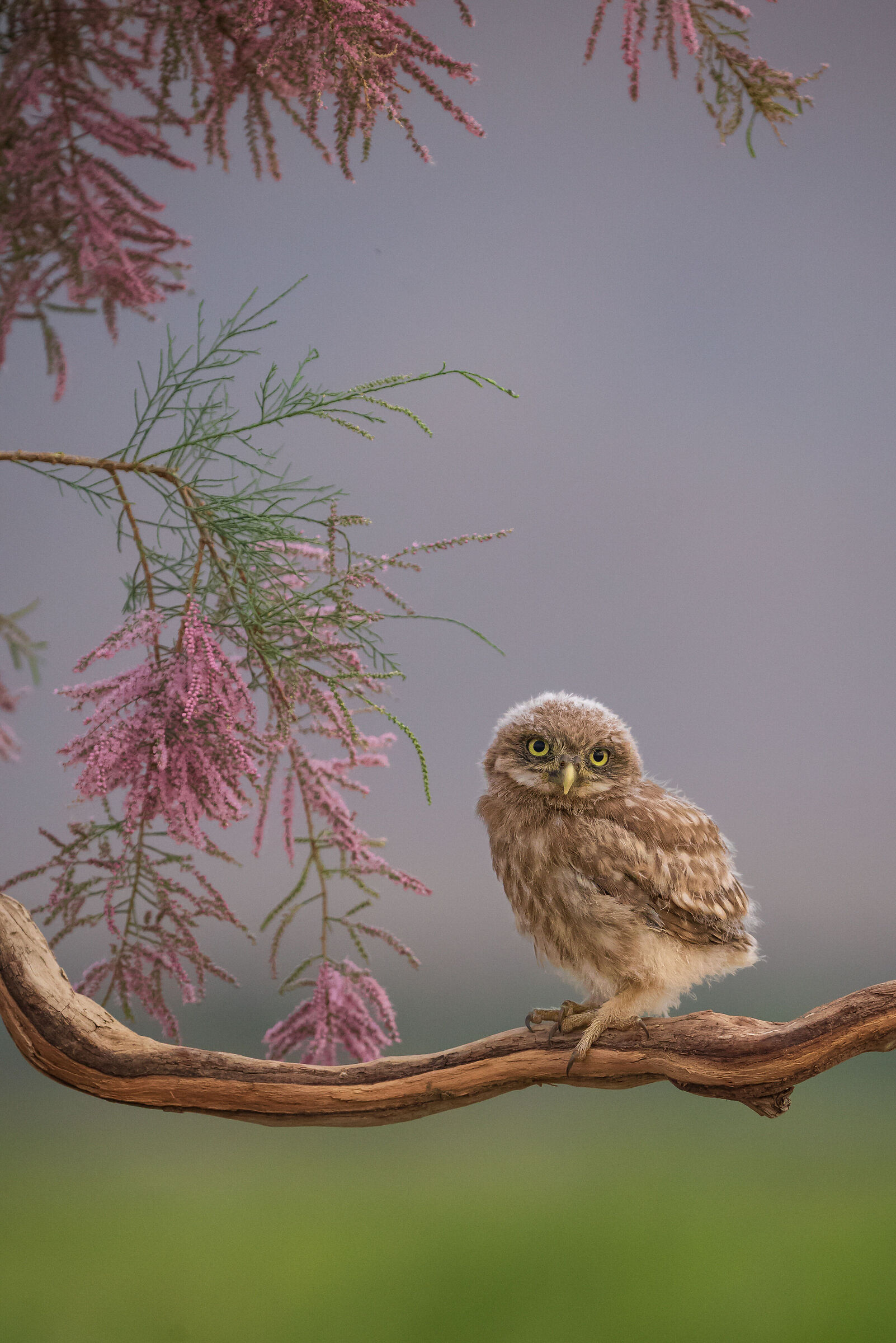 Little owl...